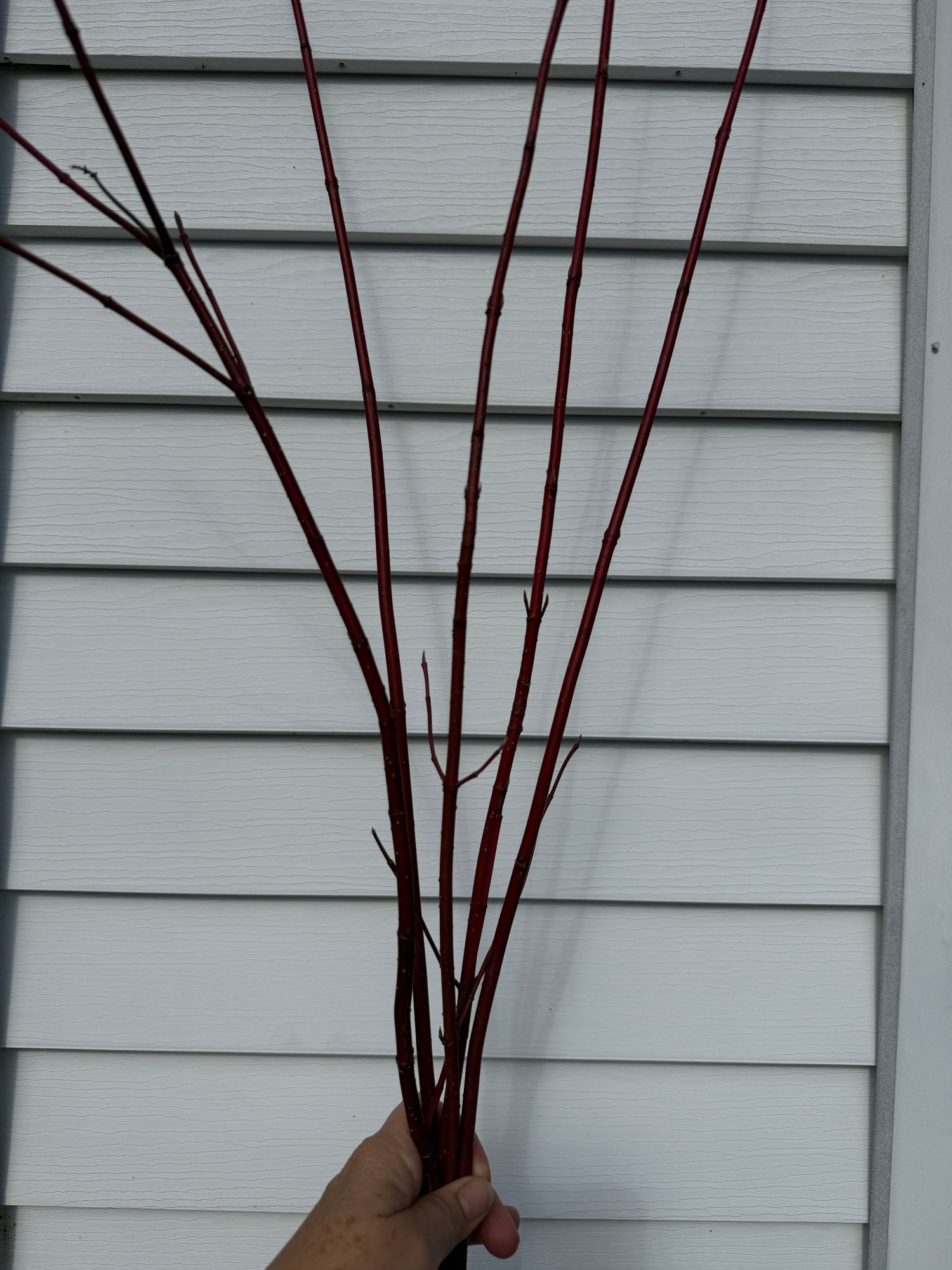 CORNUS alba Sibirica