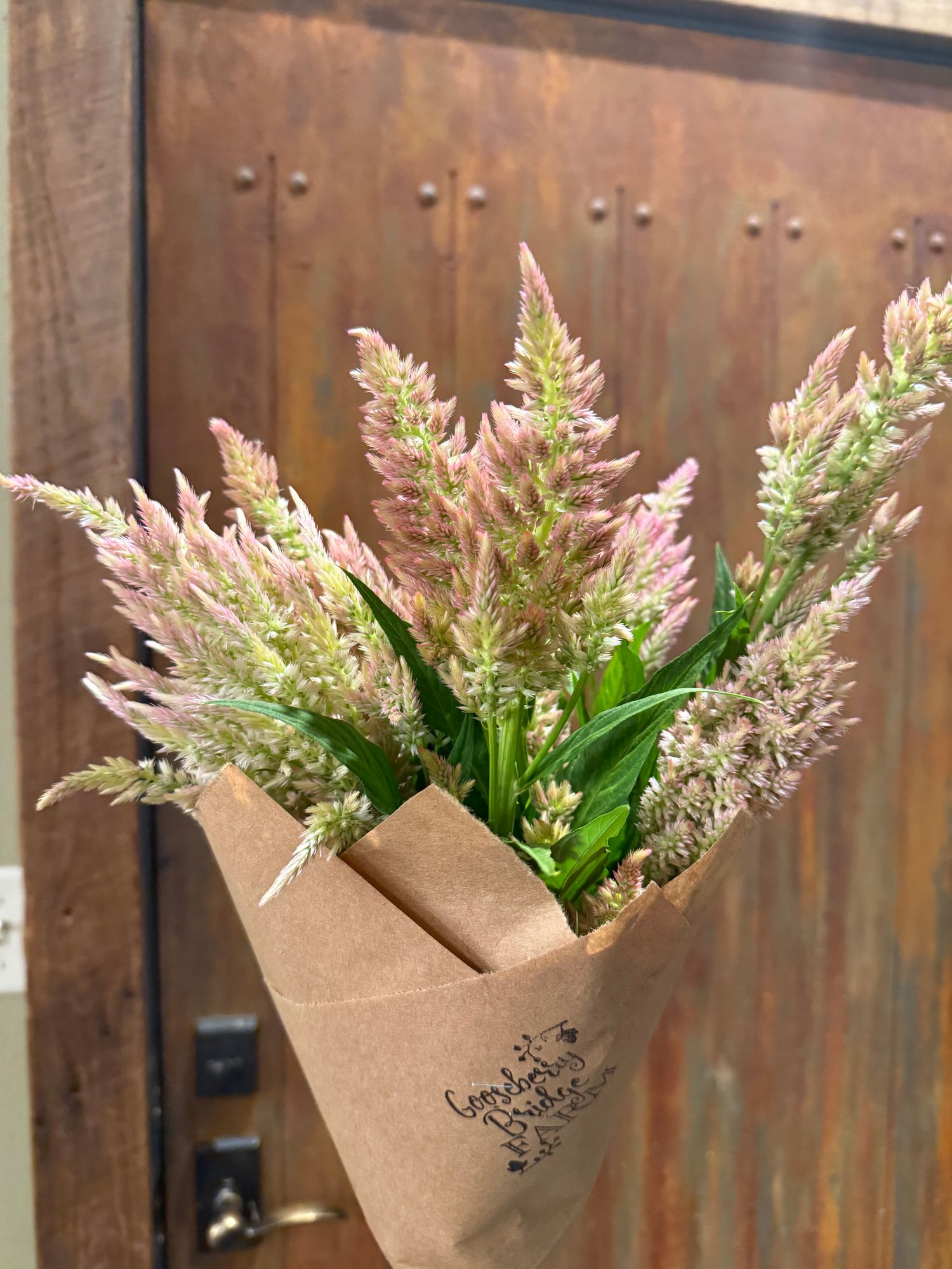 CELOSIA argentea var. spicata Shimmer