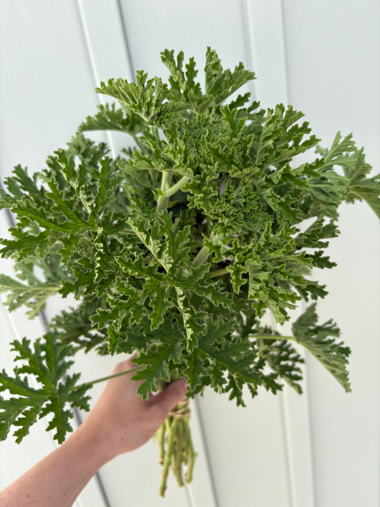 PELARGONIUM capitatum