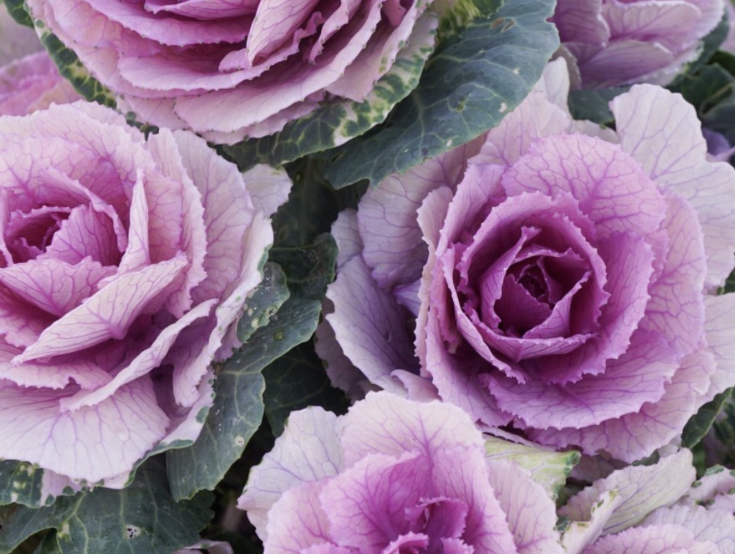 BRASSICA oleracea Crane Pink