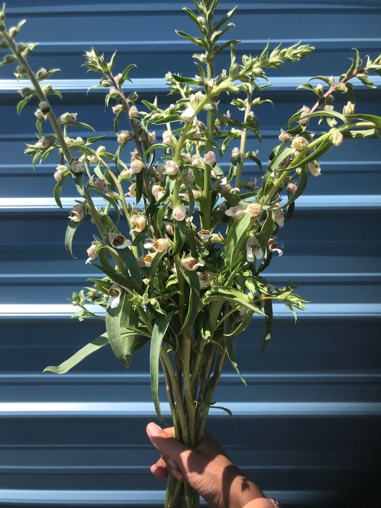 DIGITALIS lanata Cafe Cream