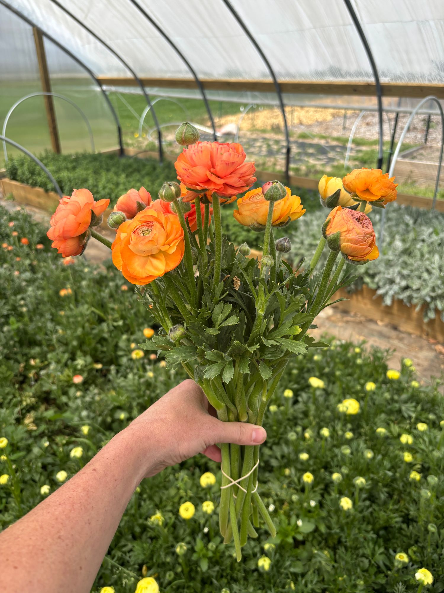 RANUNCULUS Amandine Salmon