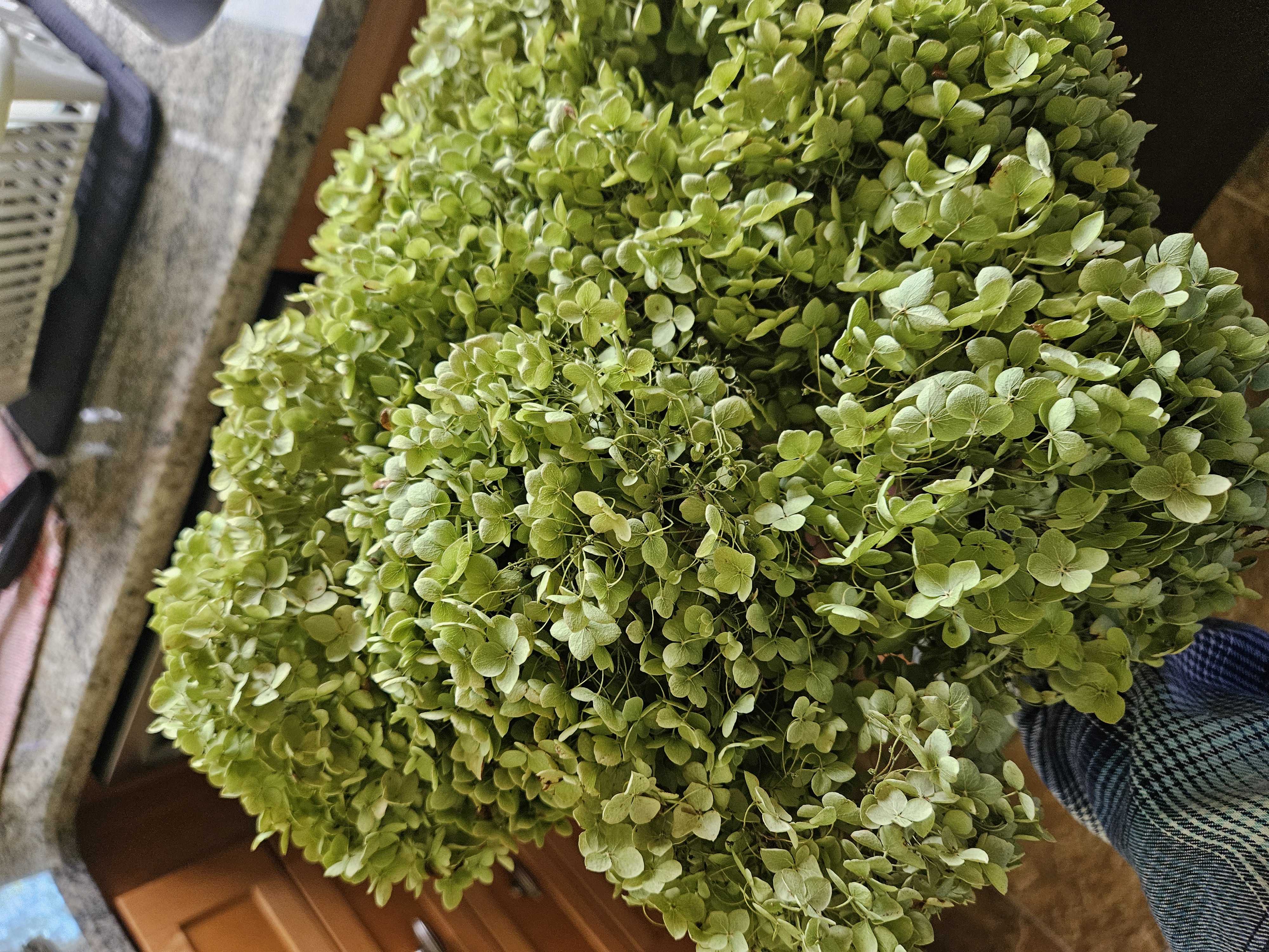 HYDRANGEA arborescens Annabelle