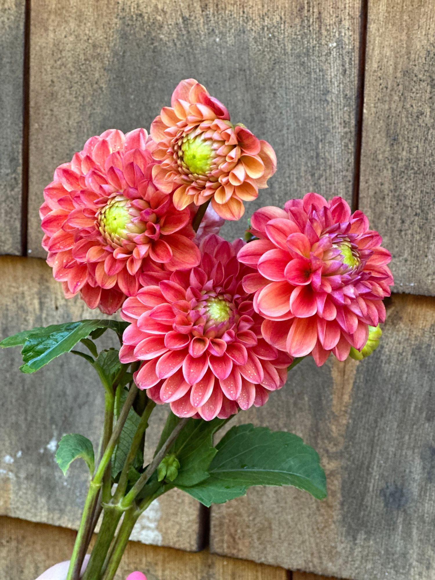 DAHLIA RM Watermelon
