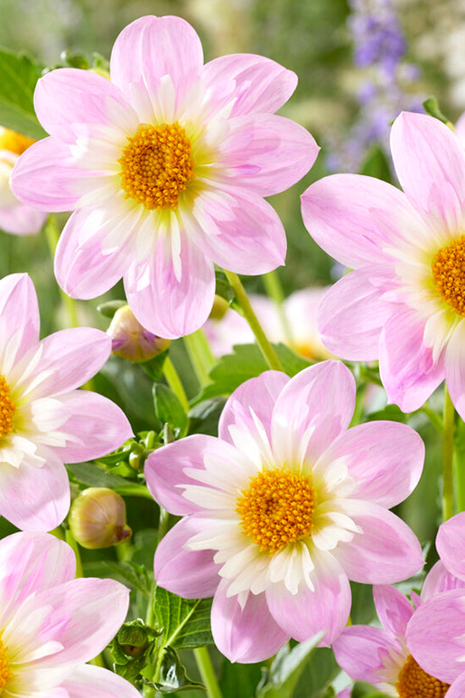 Sunspring Ranch & Flower Farm Banner