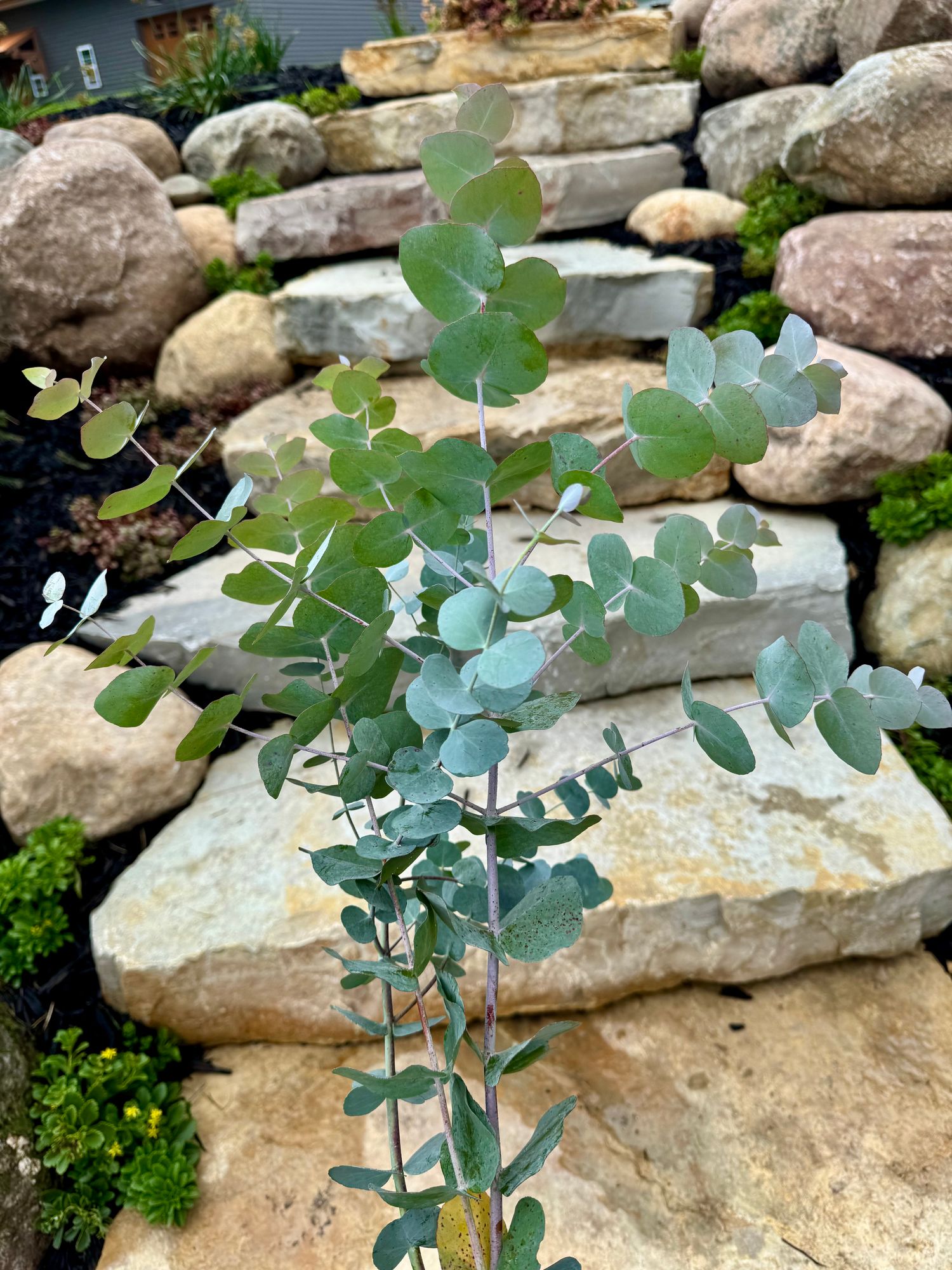 EUCALYPTUS pulverulenta Baby Dwarf Florist Blue