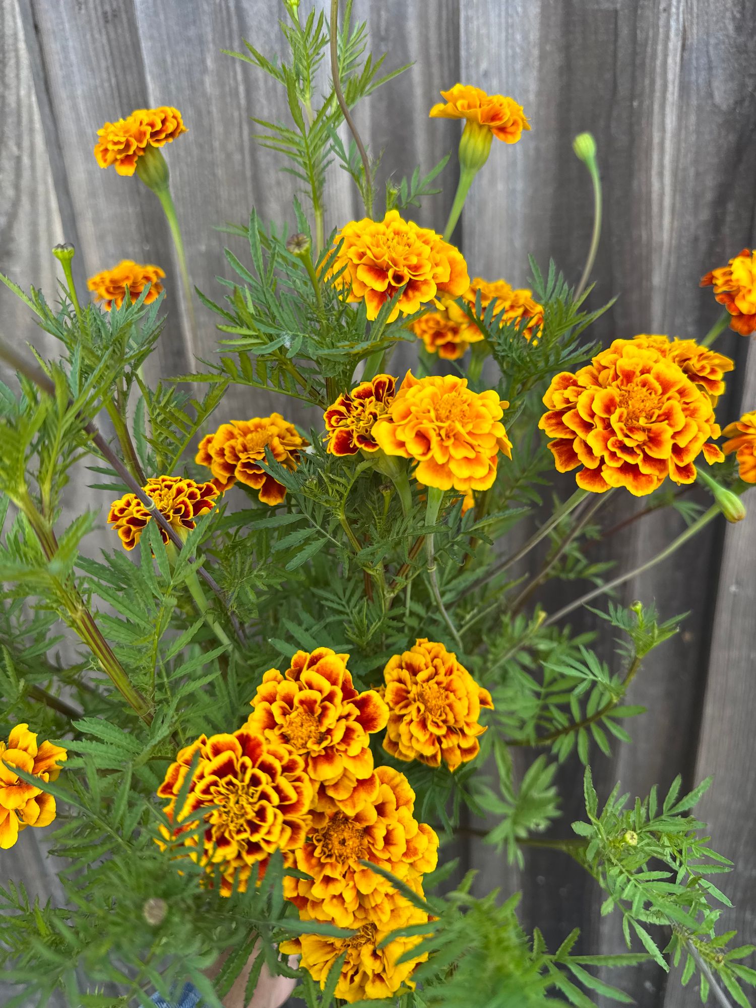 TAGETES patula Sparkler