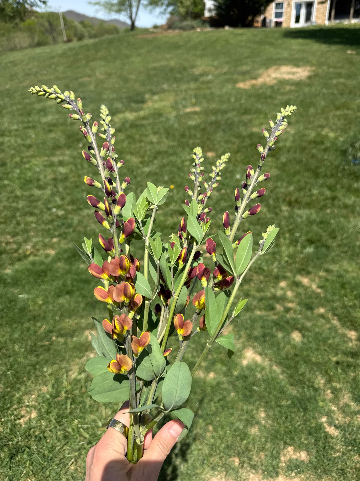 BAPTISIA x Decadence Cherries Jubilee