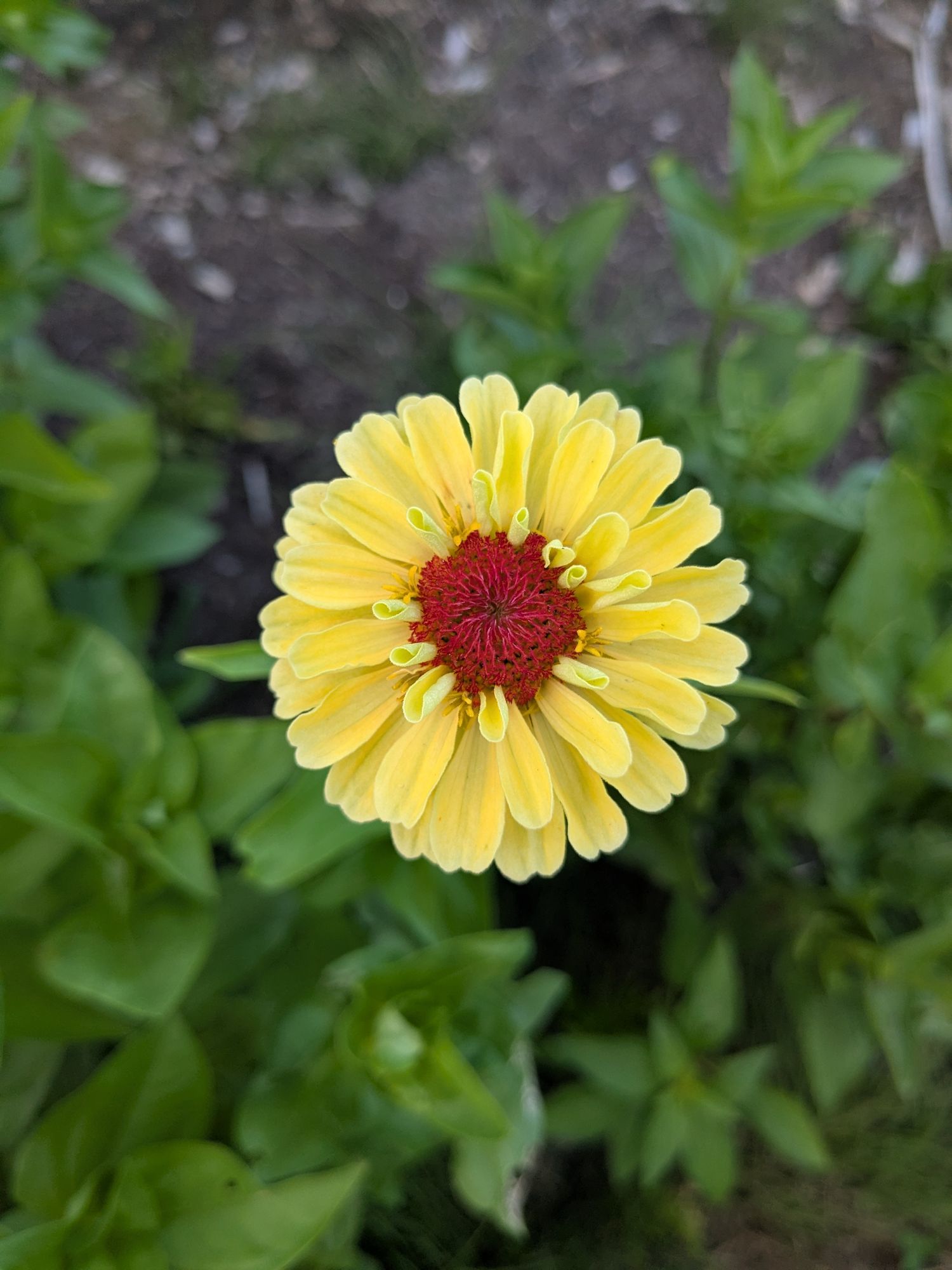 ZINNIA elegans Queeny Lemon Peach