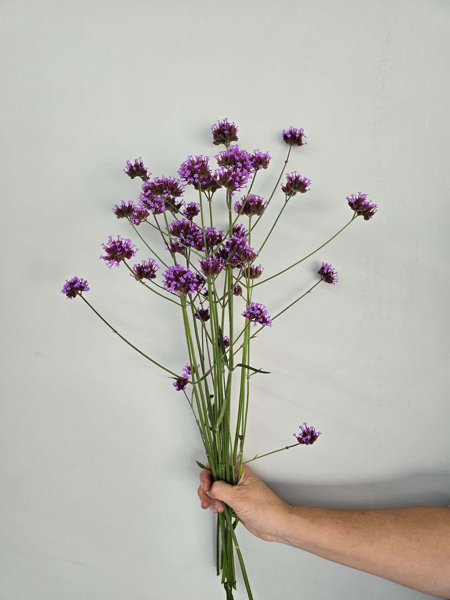 VERBENA bonariensis