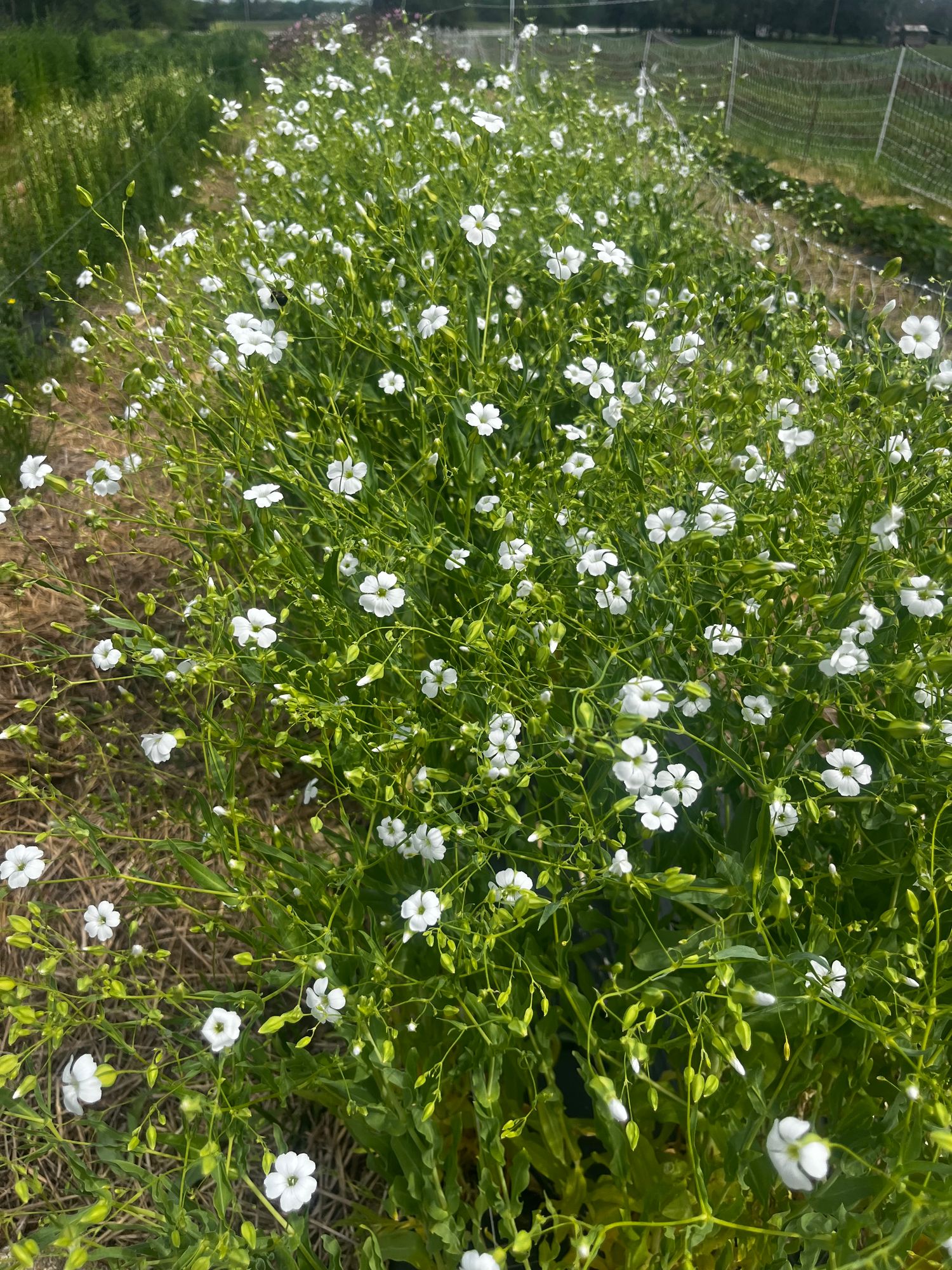 SAPONARIA officinalis