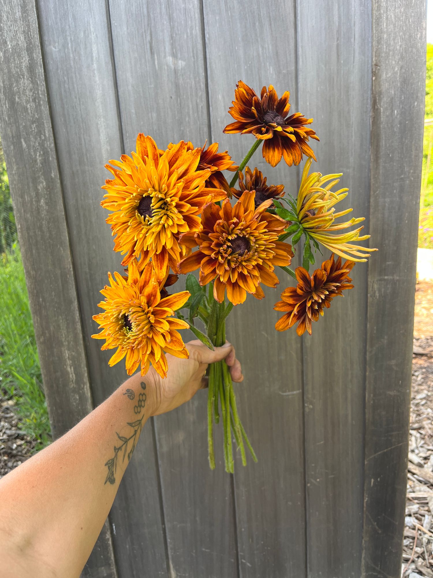 RUDBECKIA hirta Cherokee Sunset