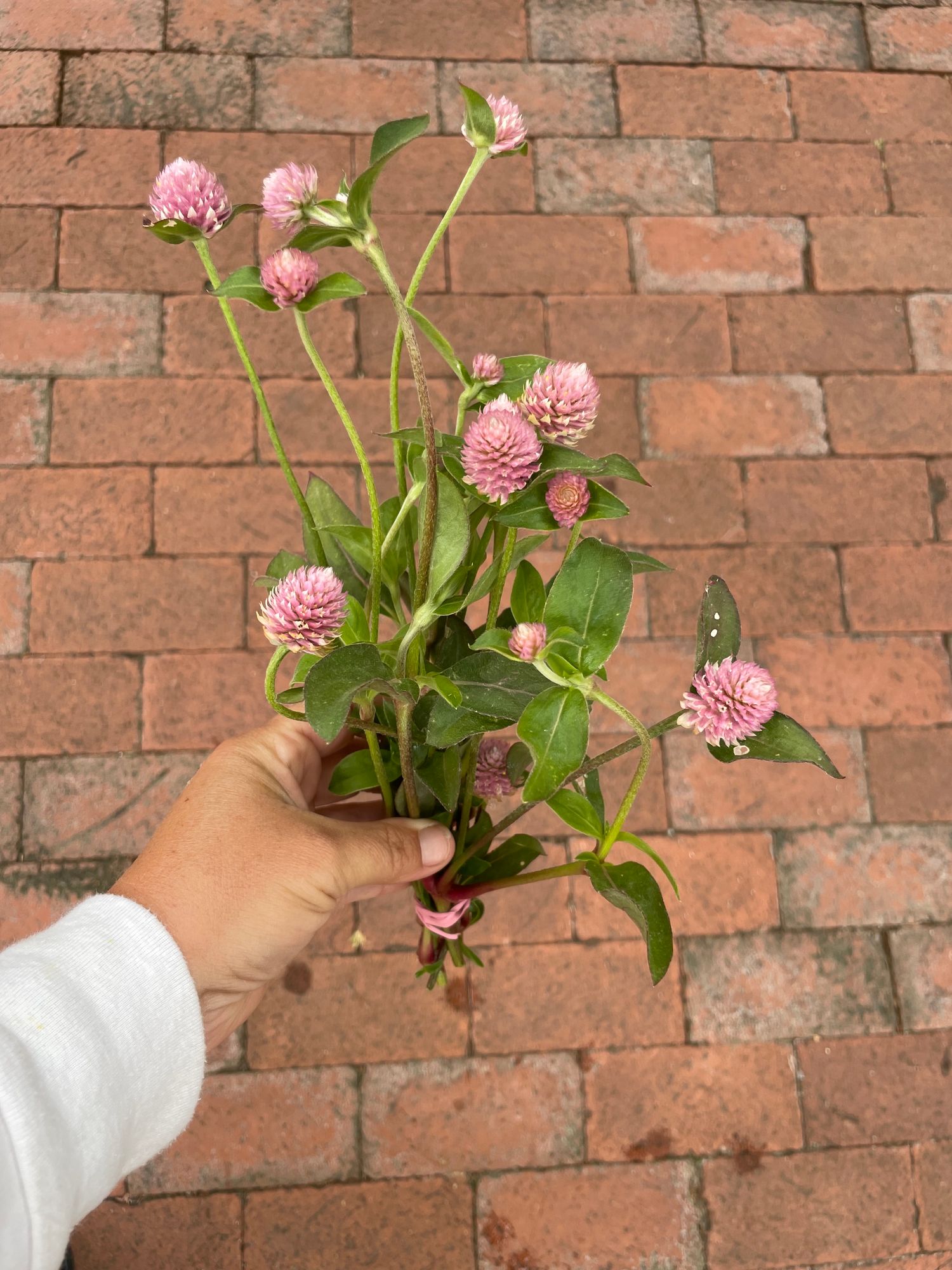 GOMPHRENA globosa