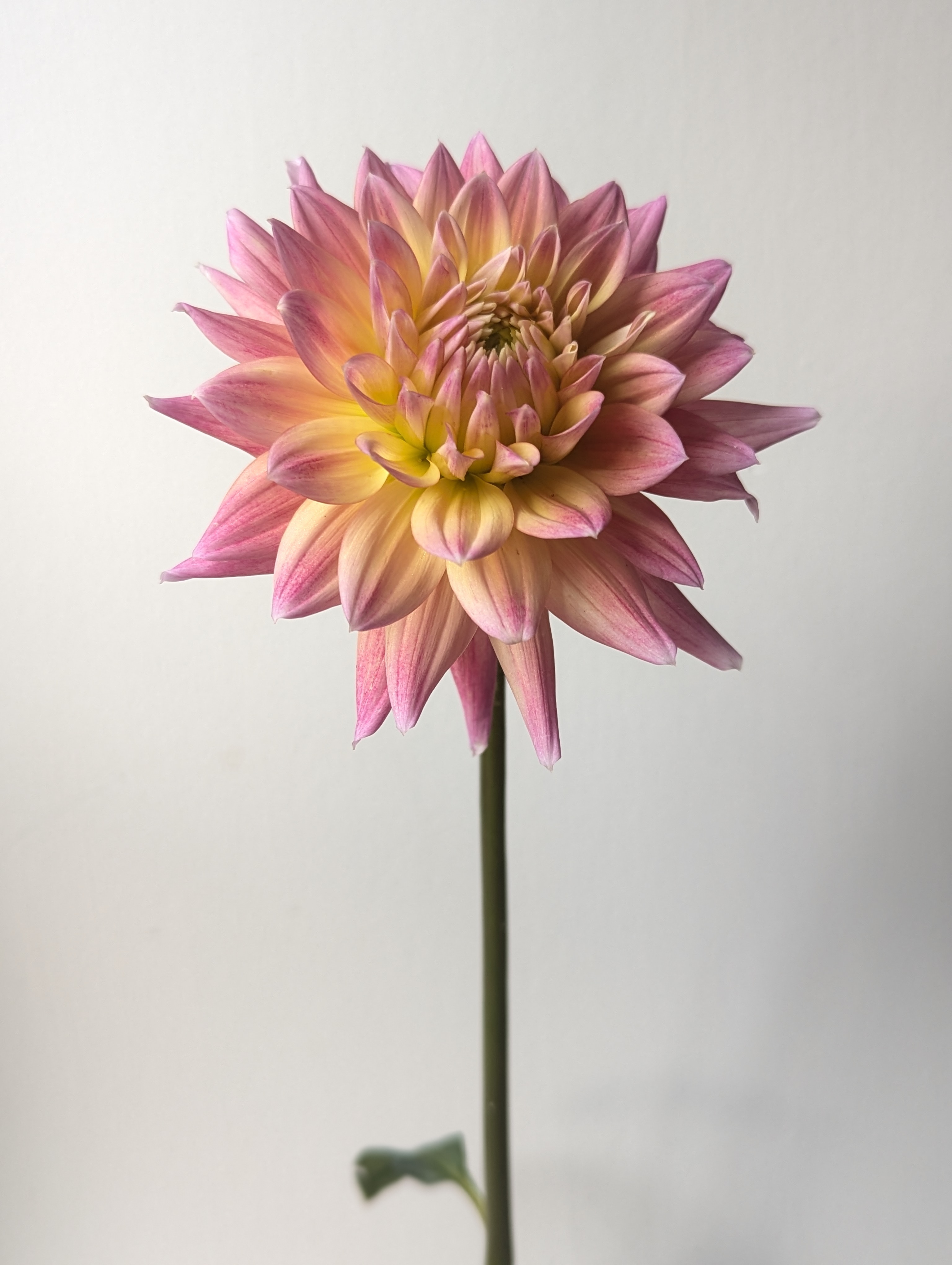 DAHLIA Coseytown Star