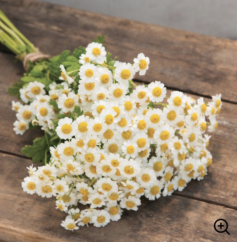 TANACETUM parthenium Magic Single