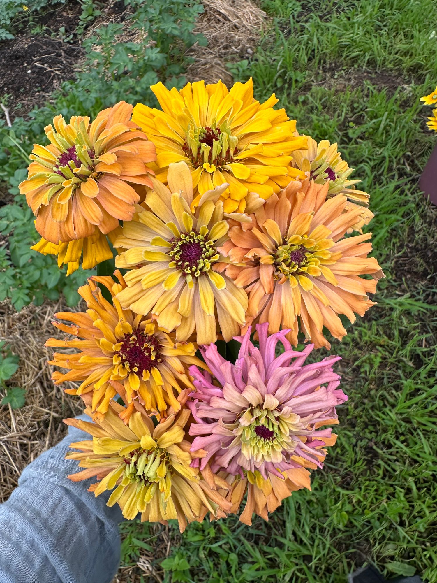 ZINNIA elegans Agave