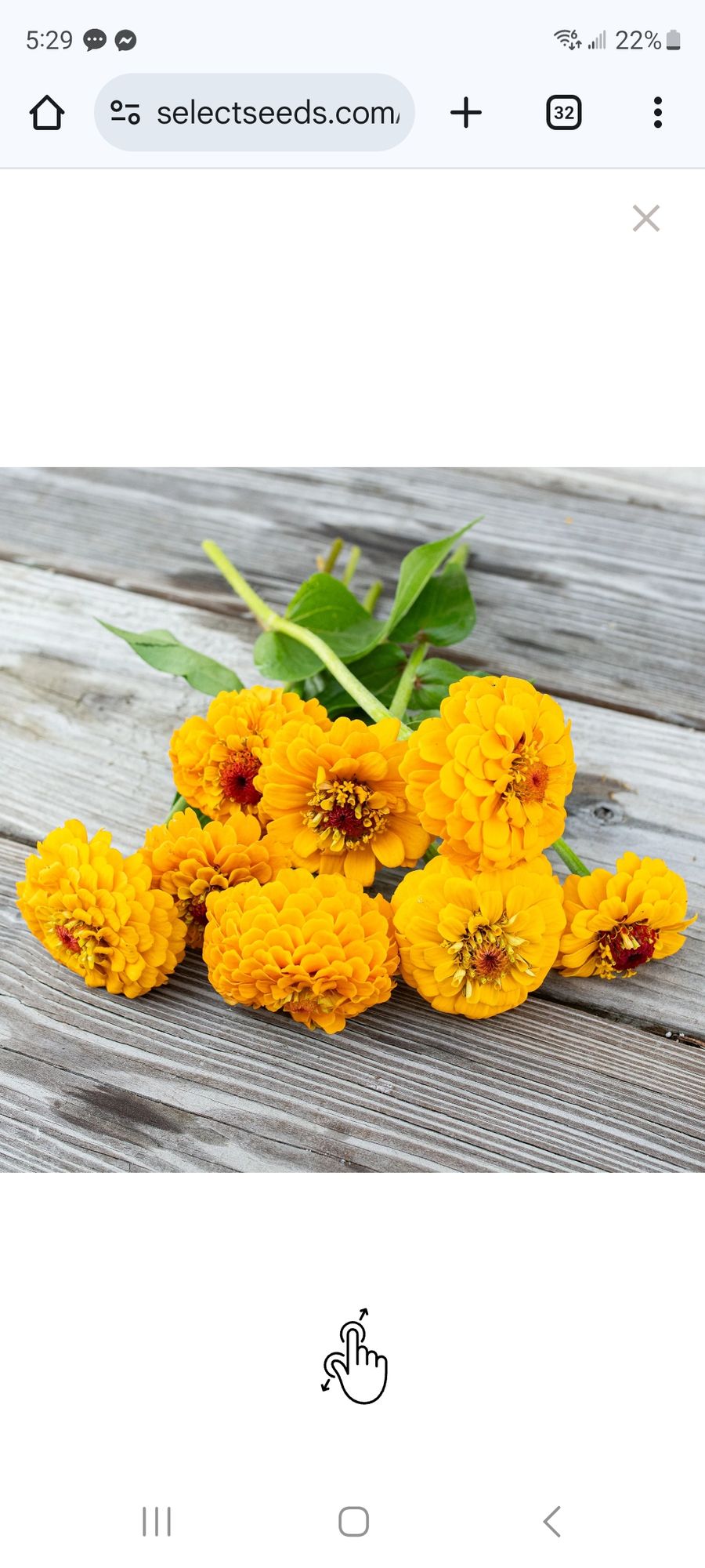 ZINNIA elegans Oklahoma Golden Yellow