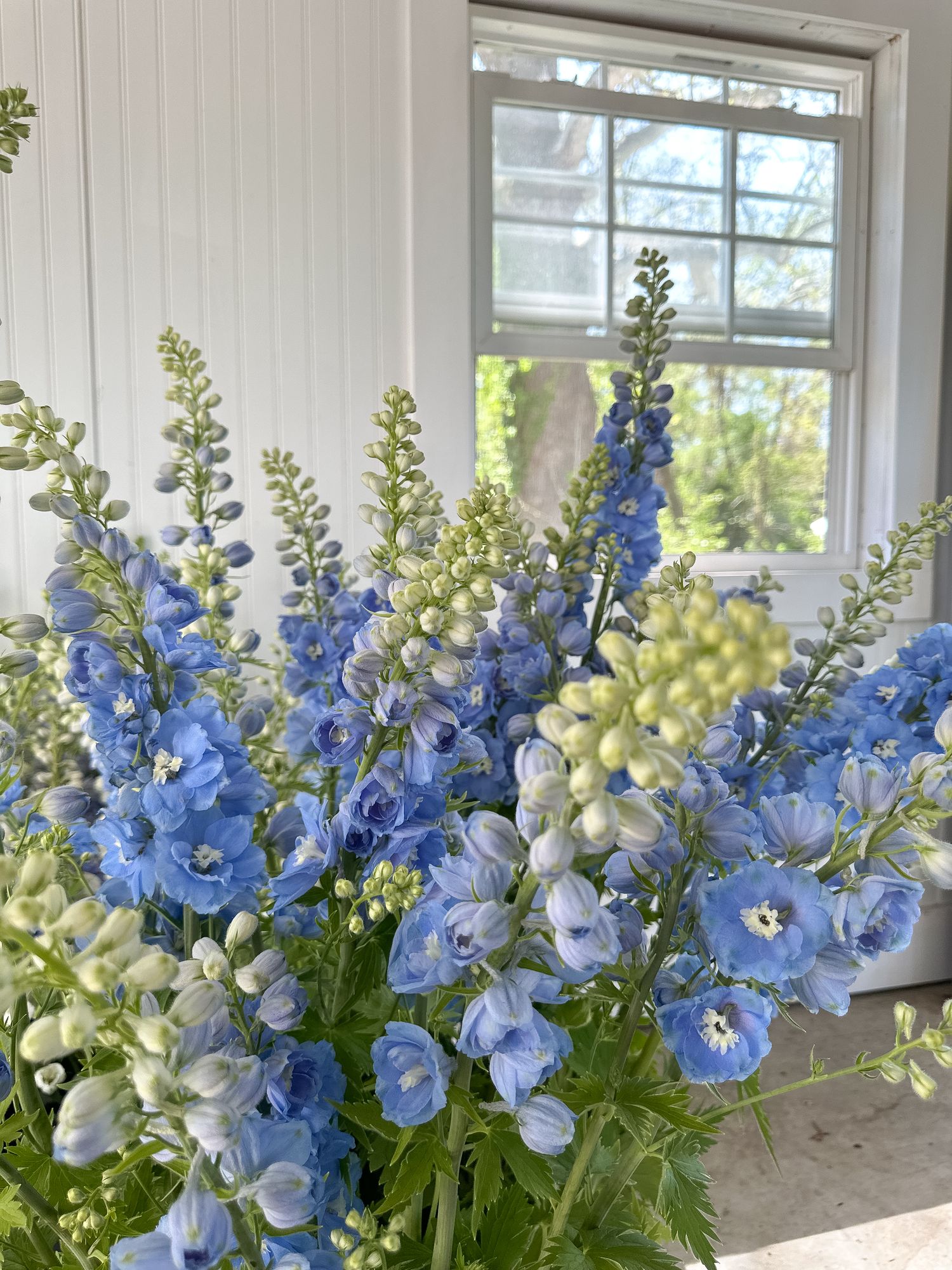 DELPHINIUM