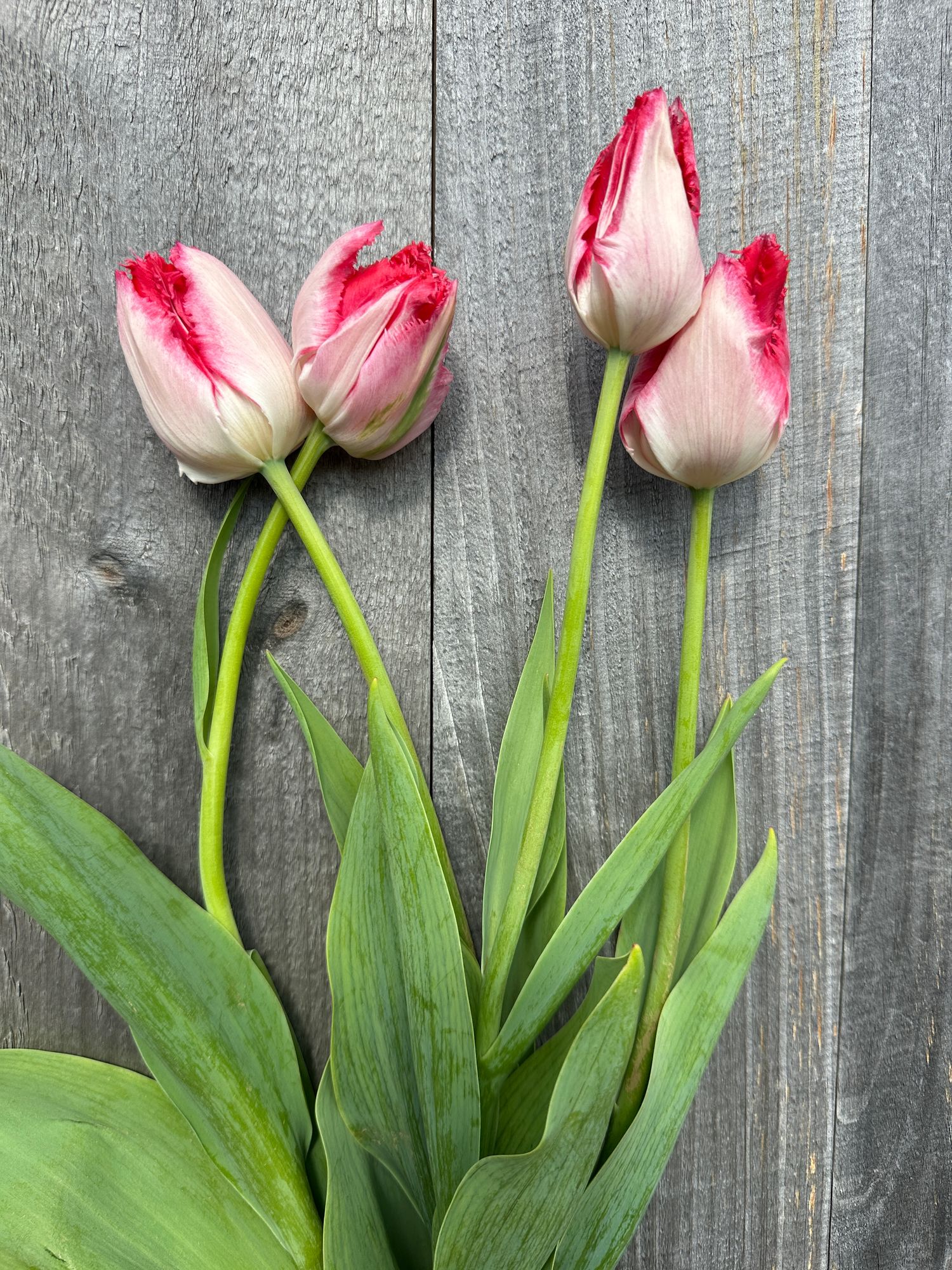 TULIPA