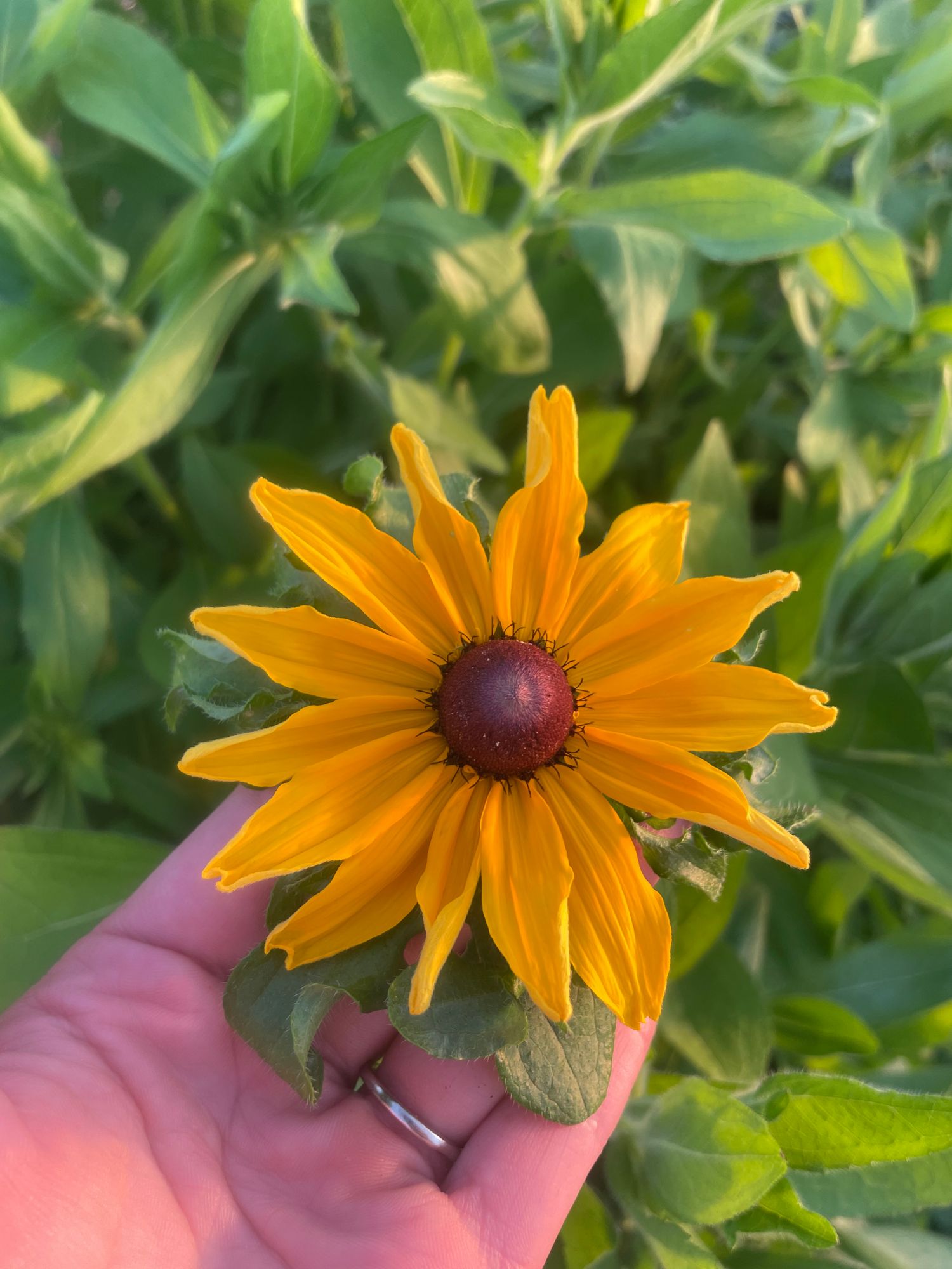 RUDBECKIA hirta