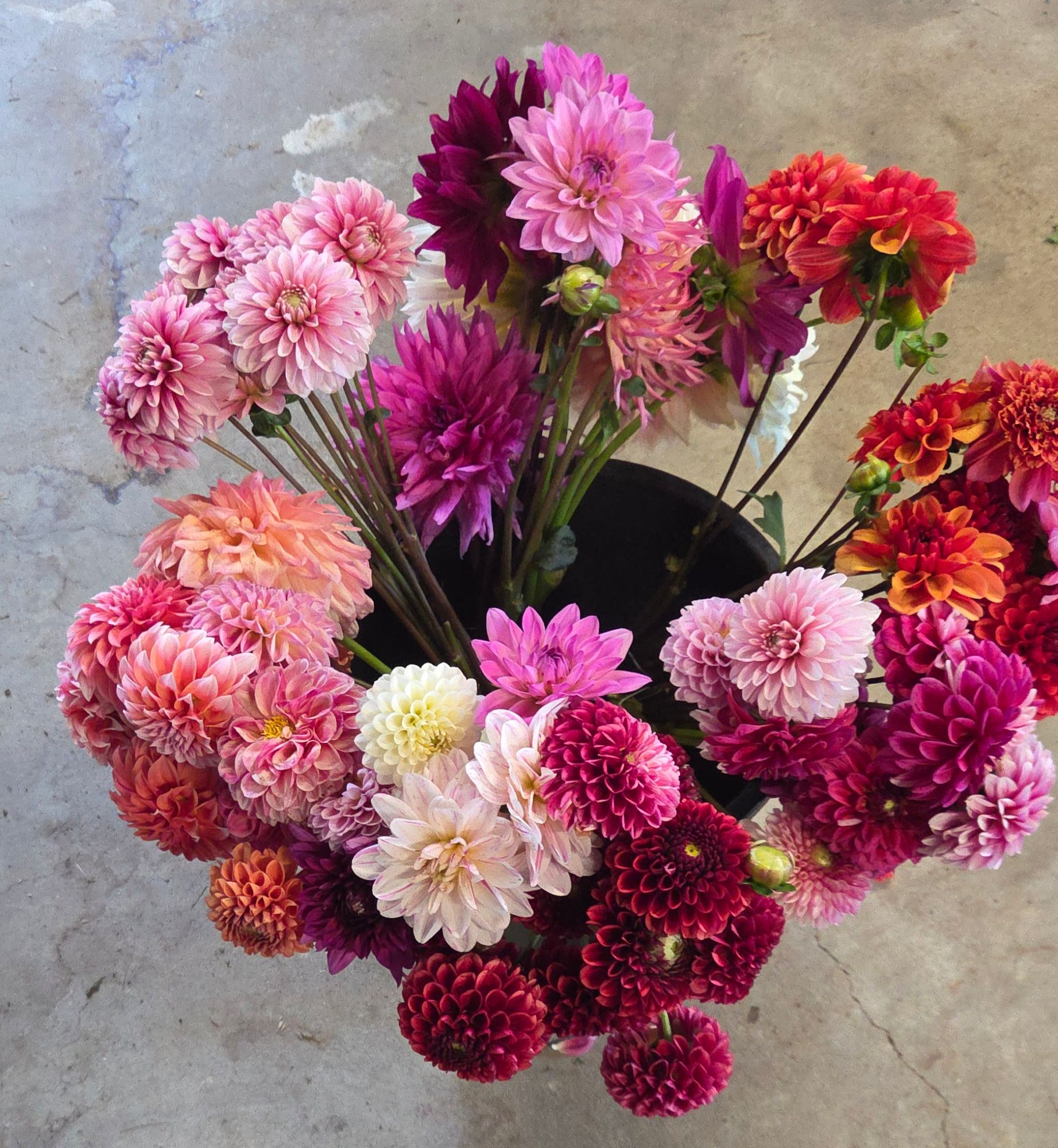 Dahlias At Kate's