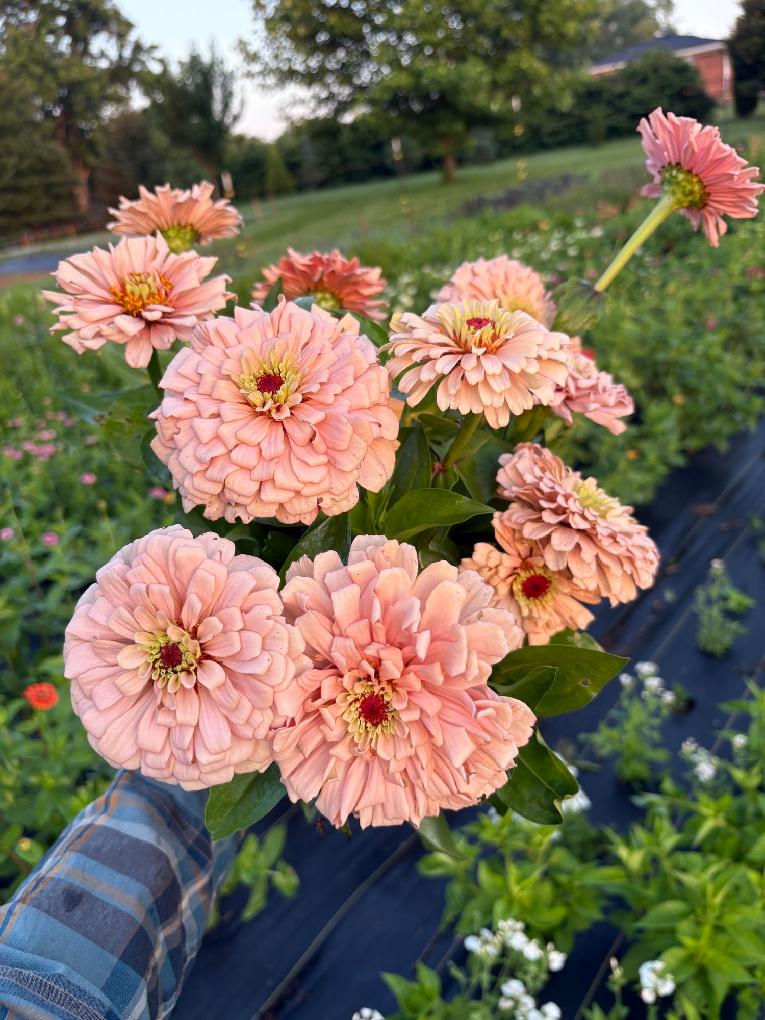 ZINNIA elegans Ballerina