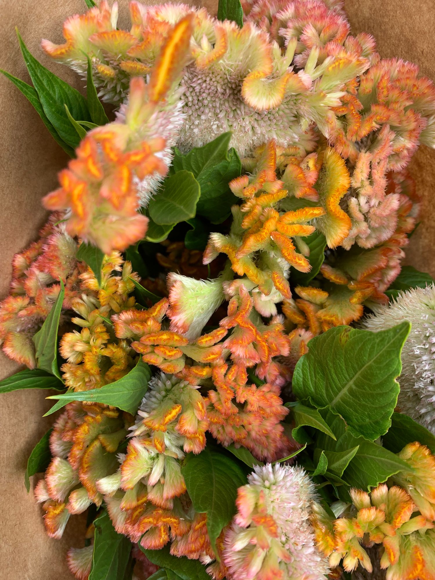 CELOSIA argentea var. cristata Crystal Beauty