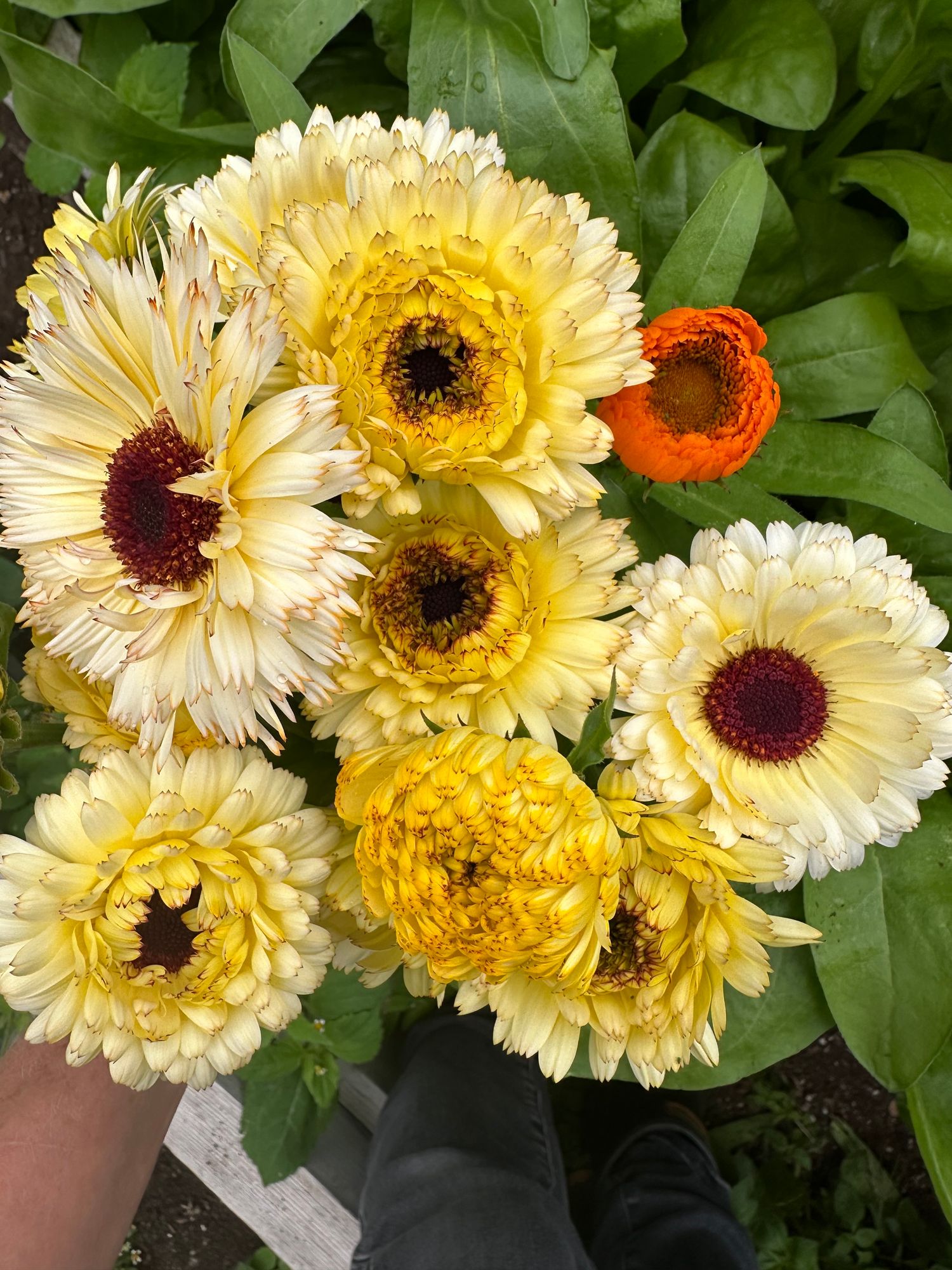 CALENDULA officinalis Ivory Princess