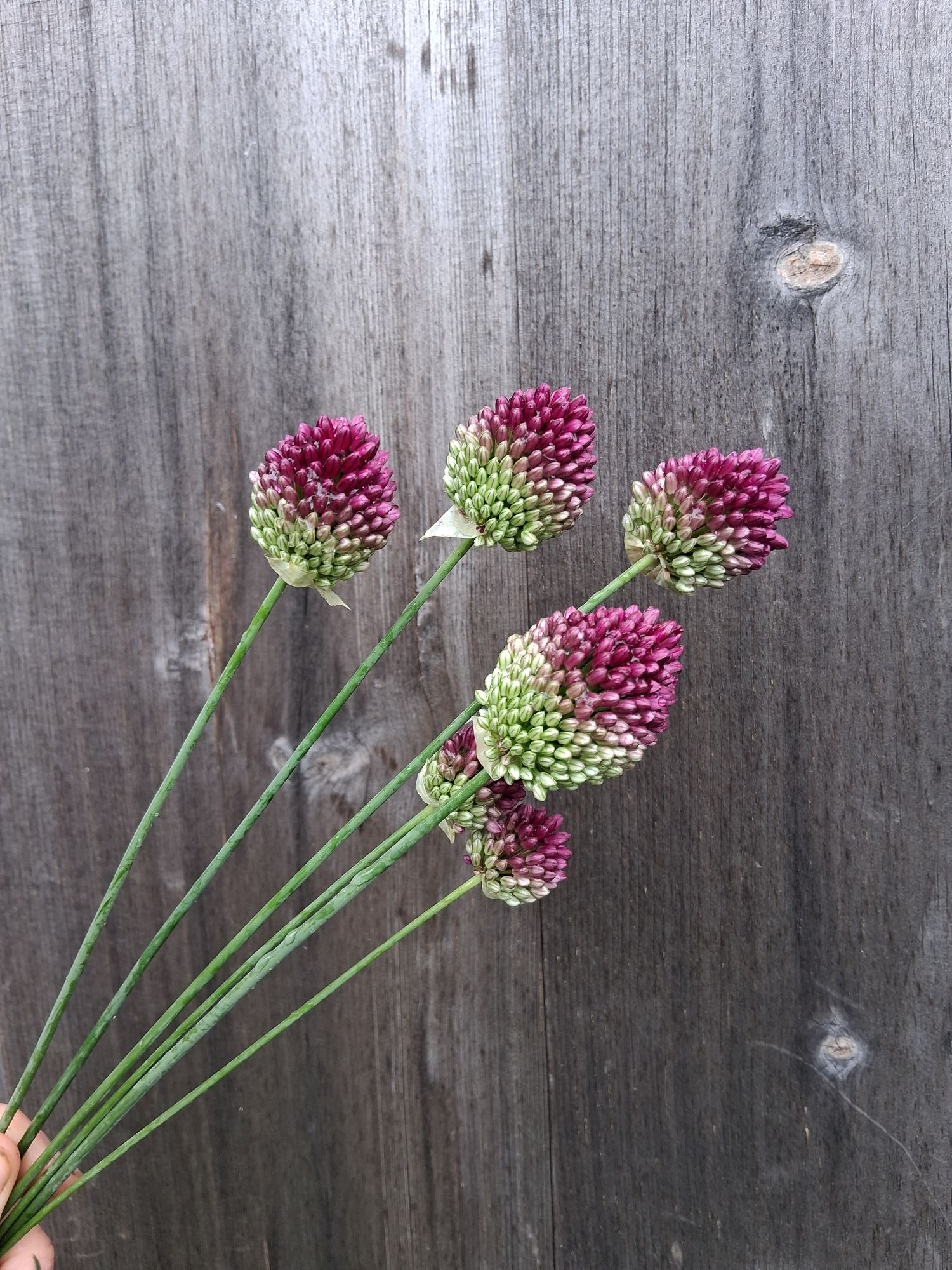 ALLIUM sphaerocephalon