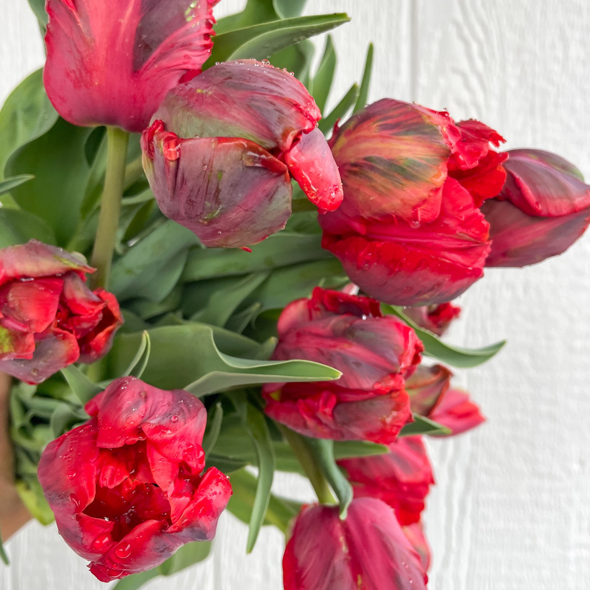 TULIPA