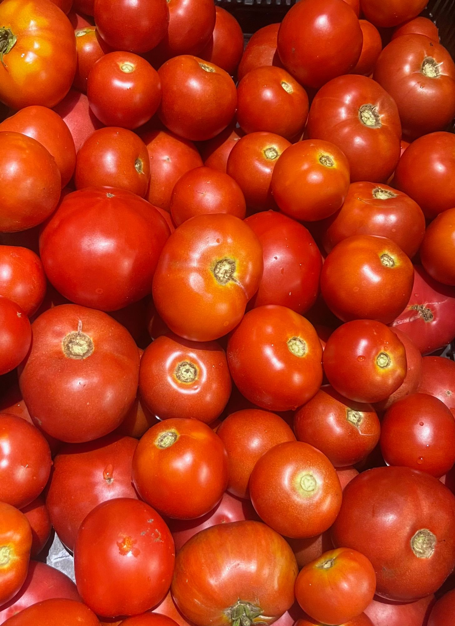 Tomatoes, Red Slicer