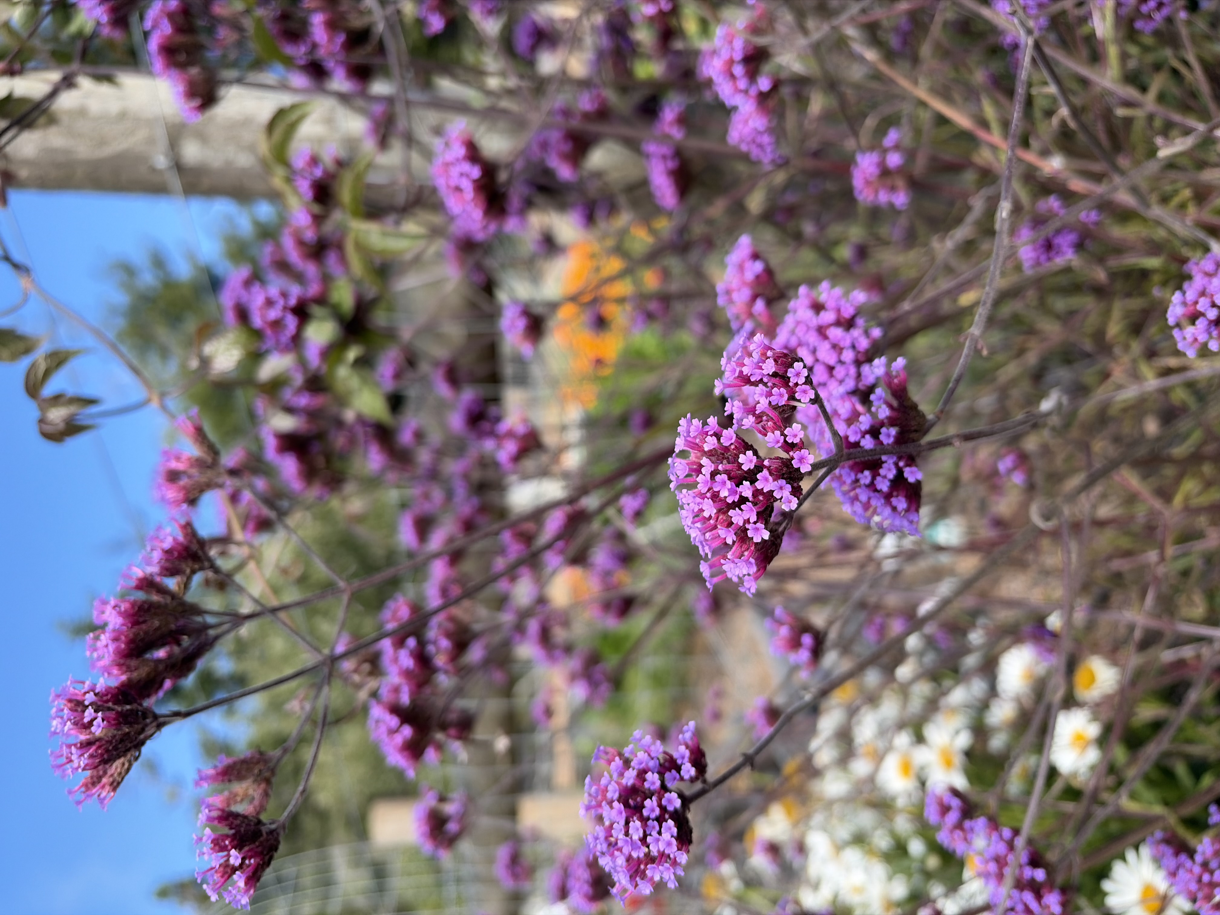 VERBENA bonariensis