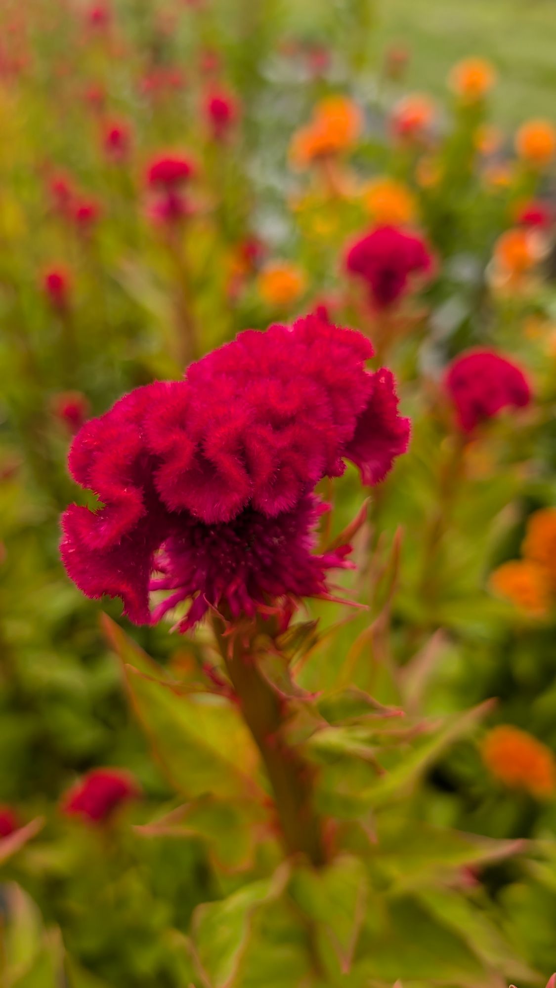 CELOSIA argentea var. cristata Chief Red