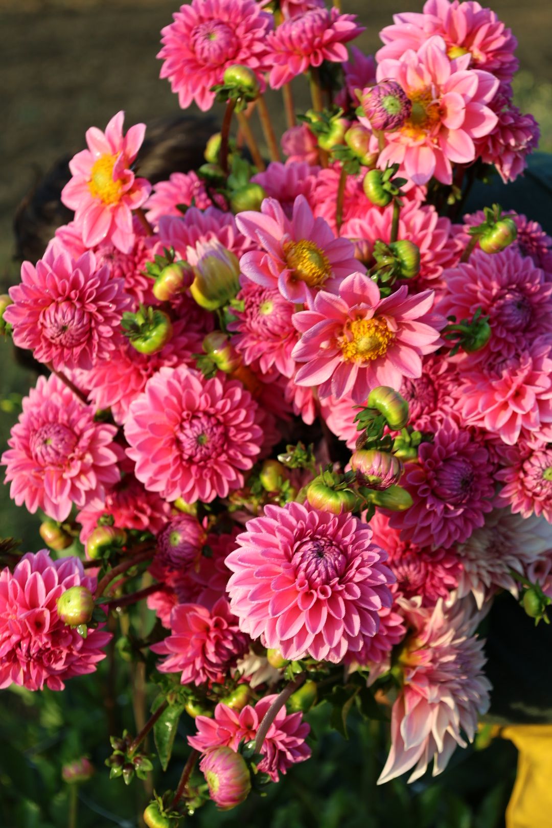 DAHLIA Pink Sylvia