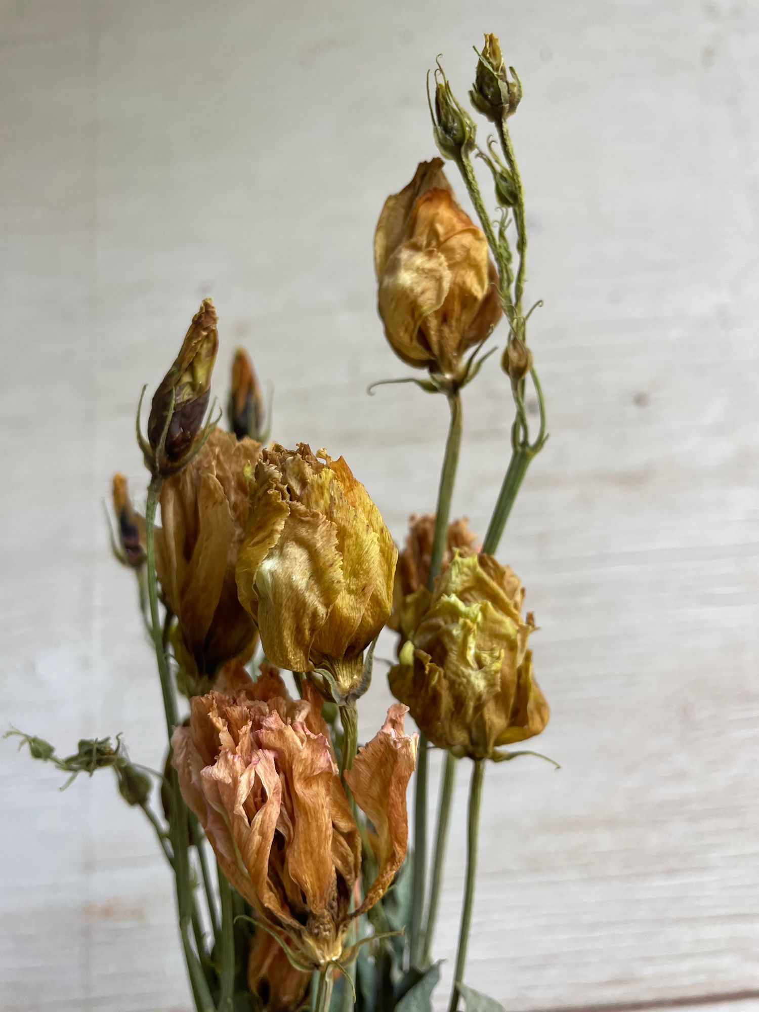 EUSTOMA grandiflorum