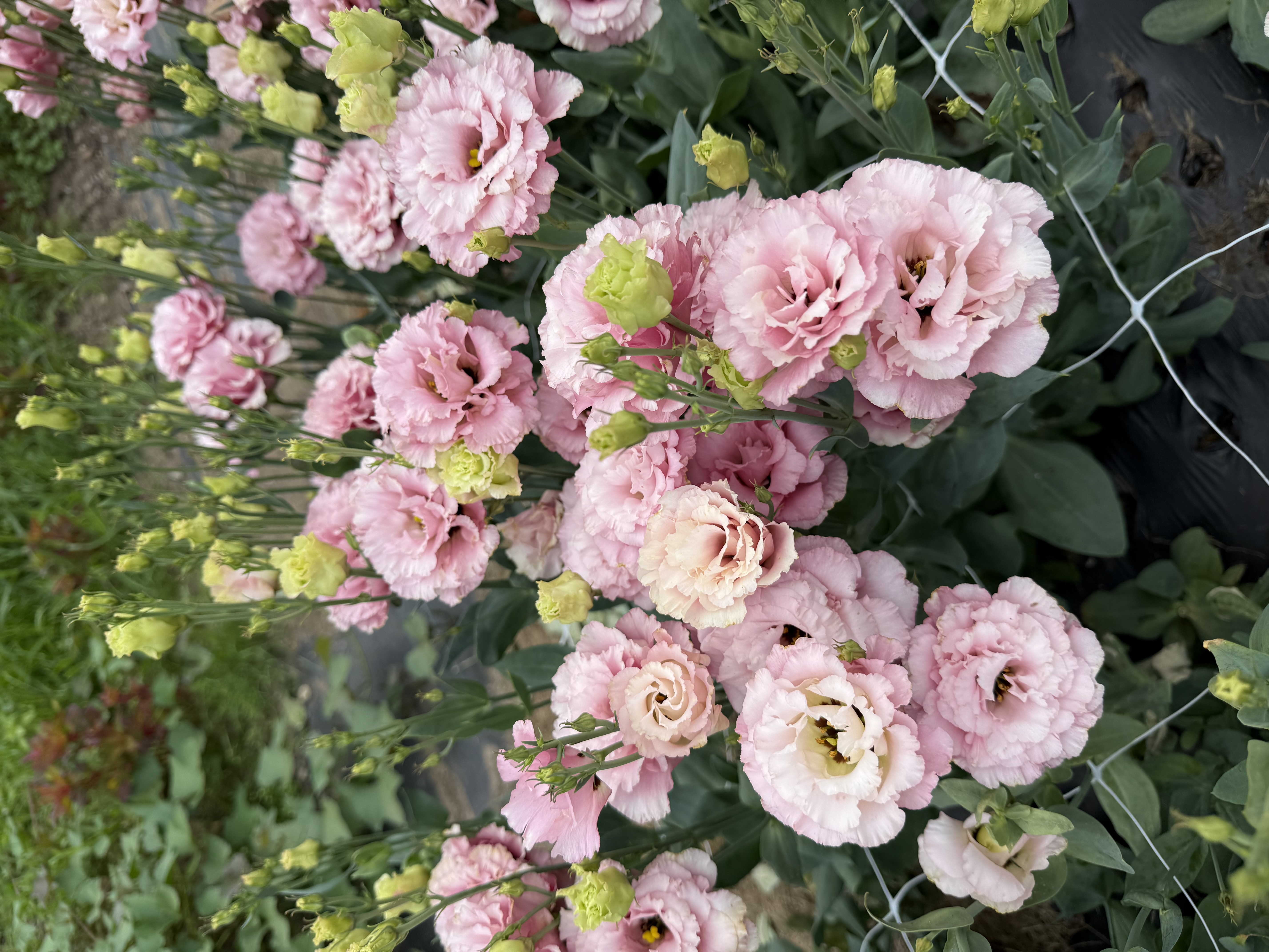 EUSTOMA grandiflorum Celeb Rouge