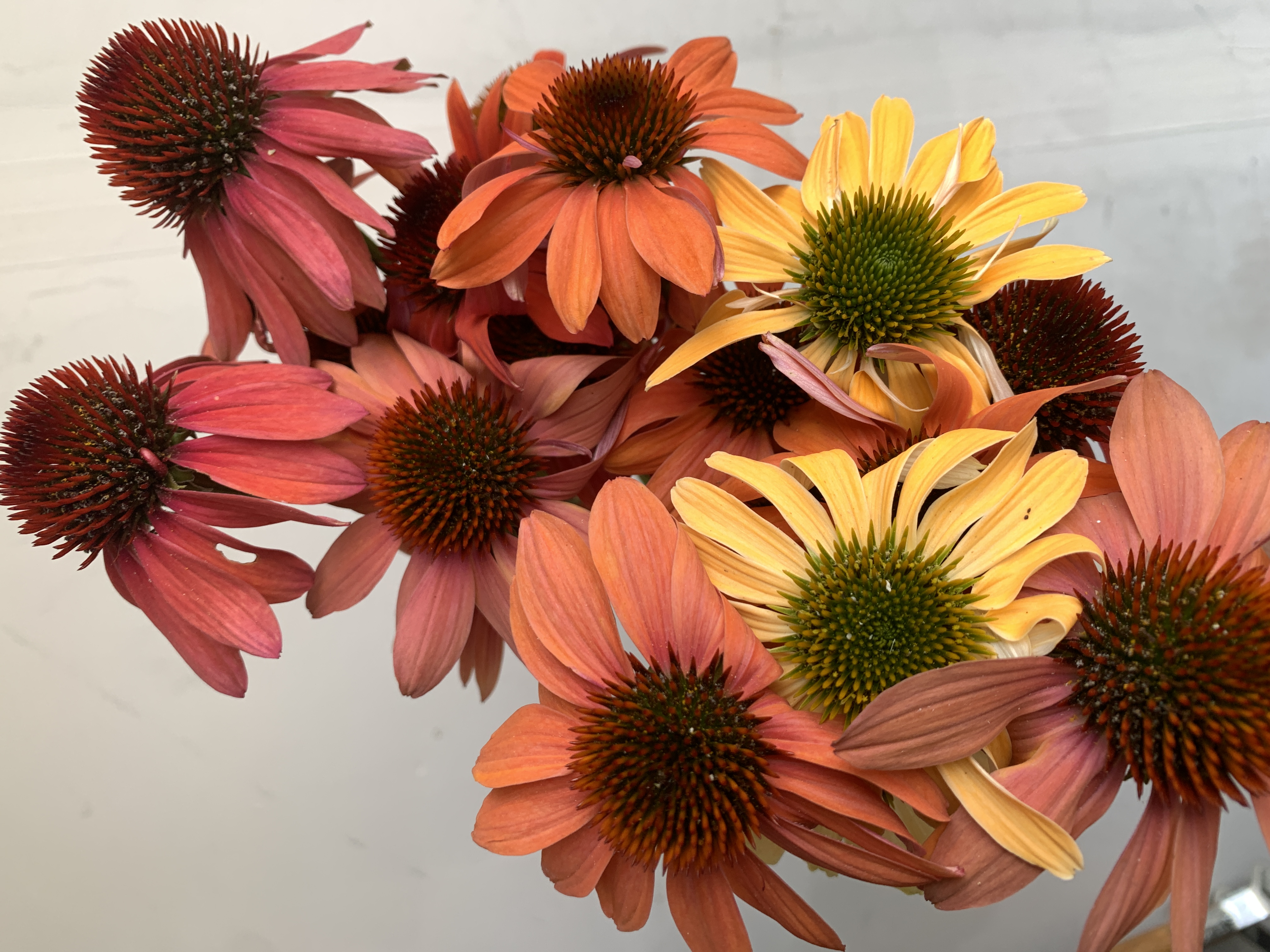 ECHINACEA angustifolia