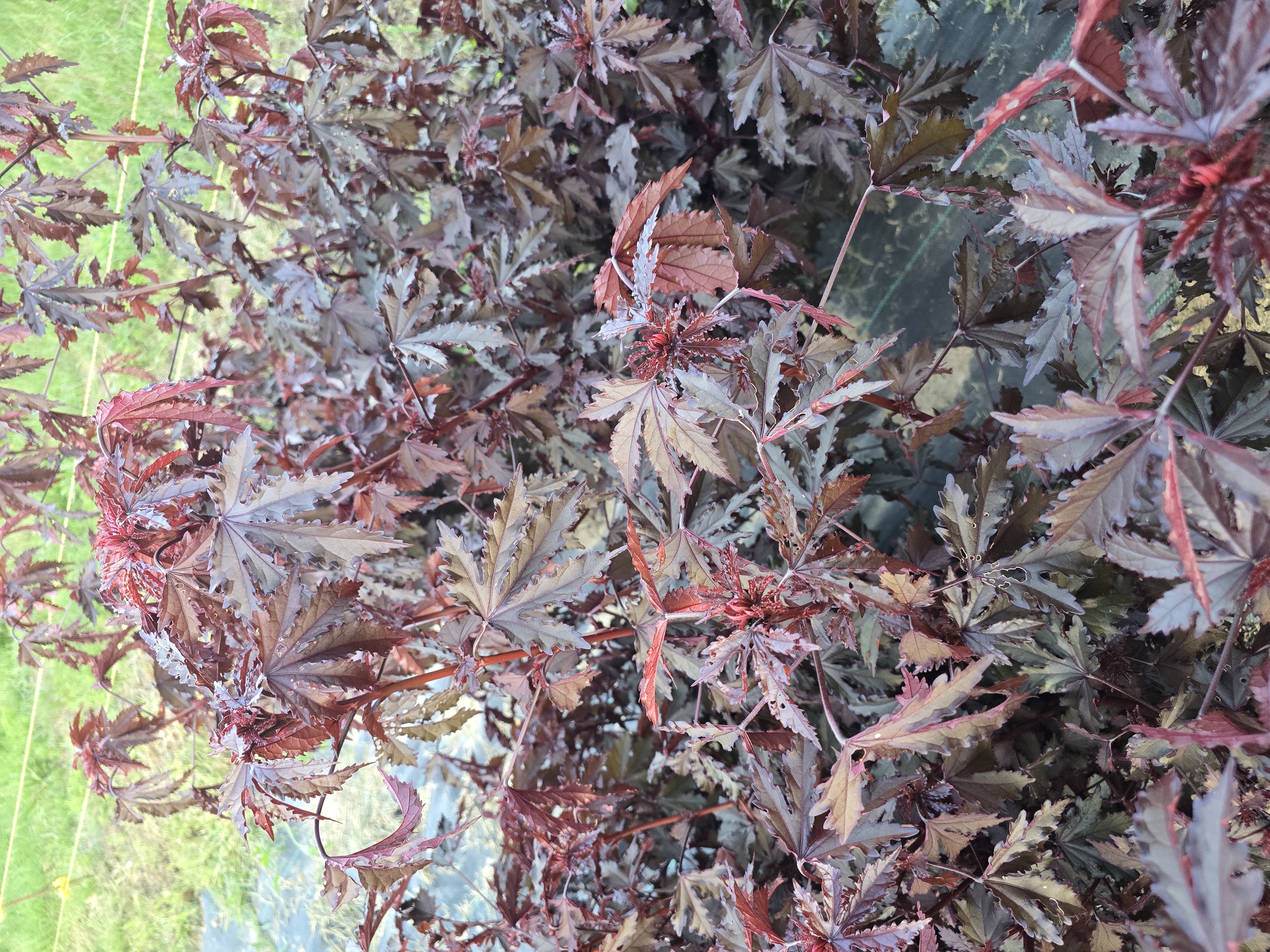 HIBISCUS acetosella