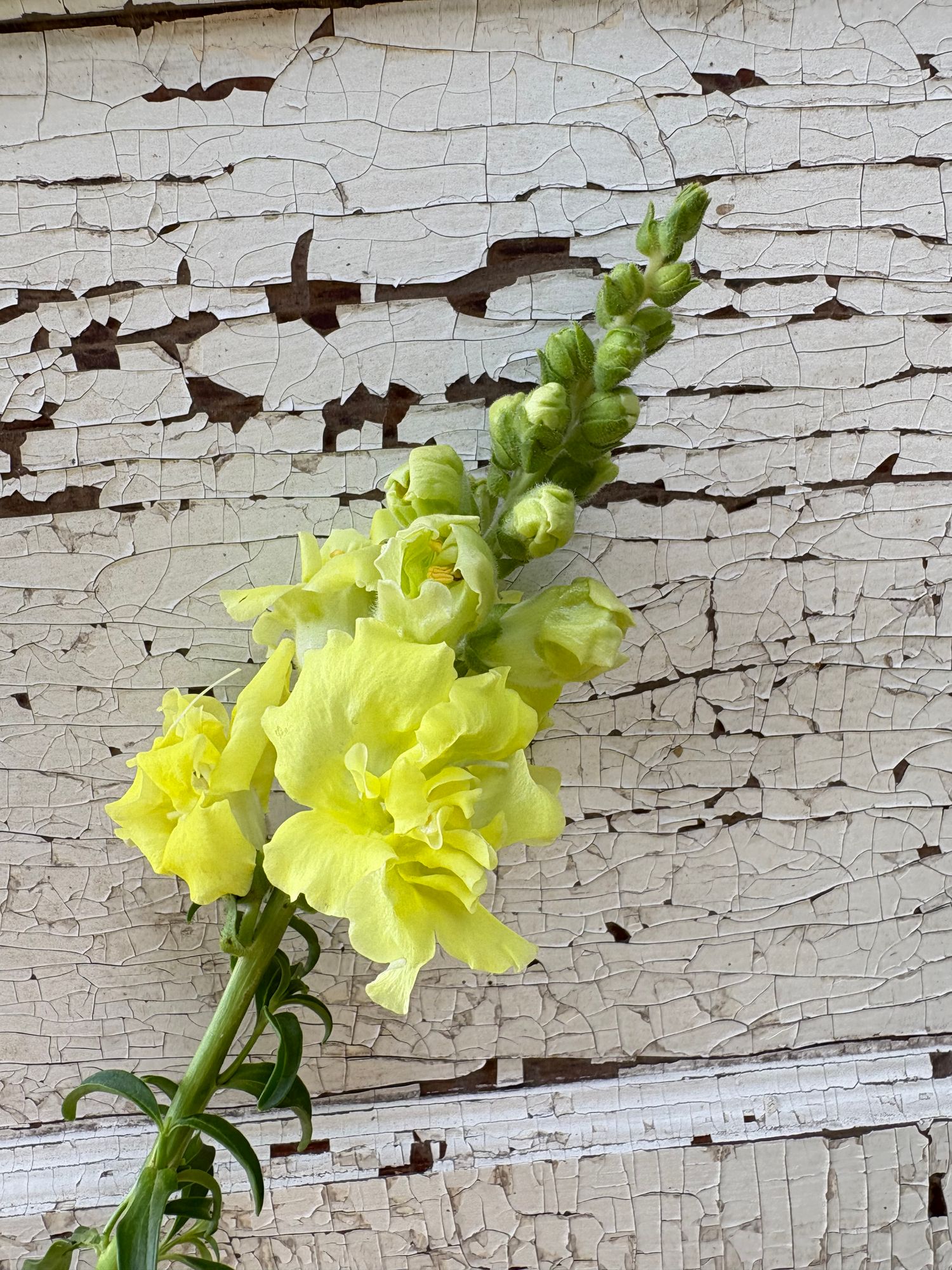 ANTIRRHINUM majus Madame Butterfly