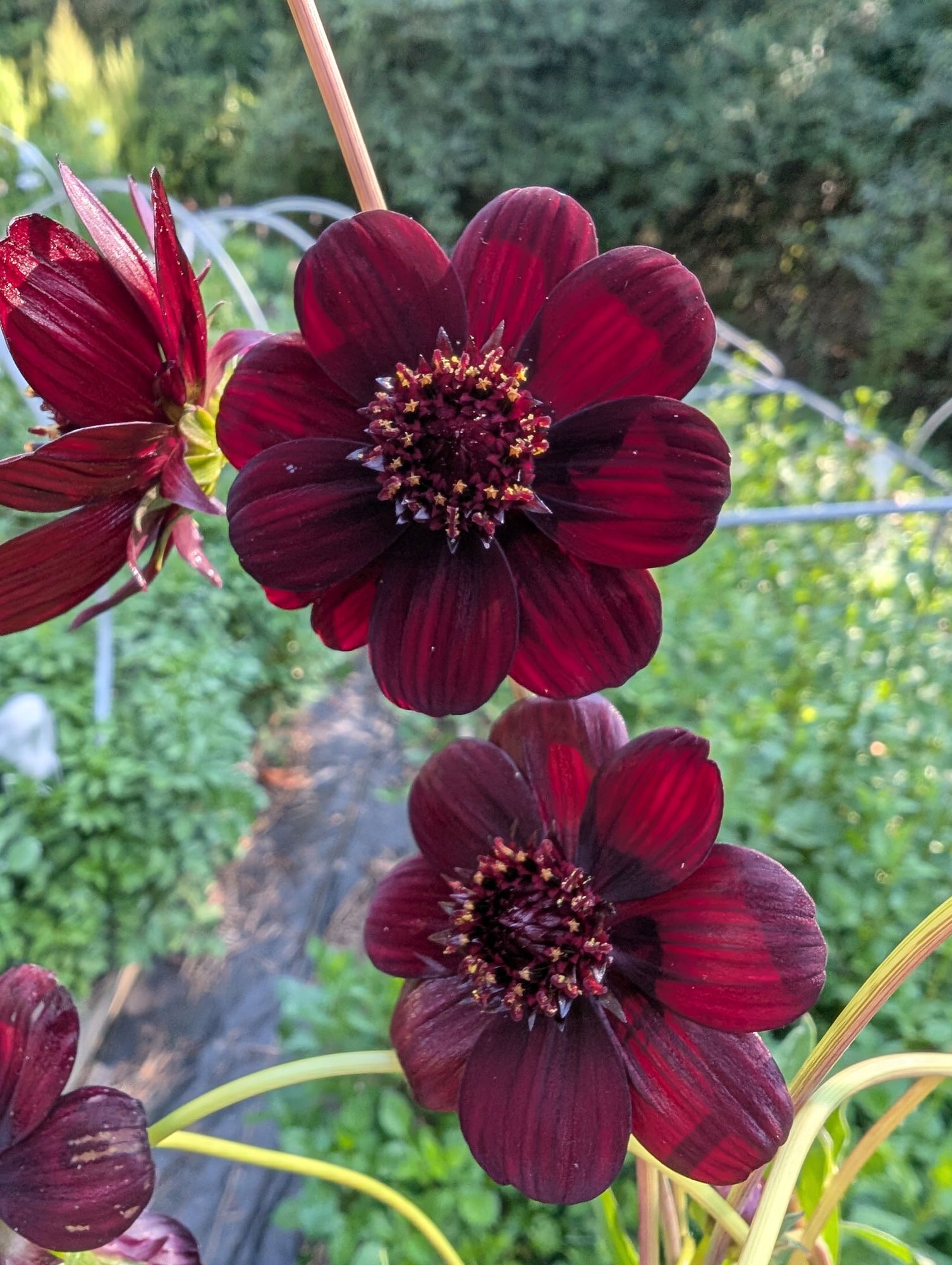 COSMOS atrosanguineus Chocamocha