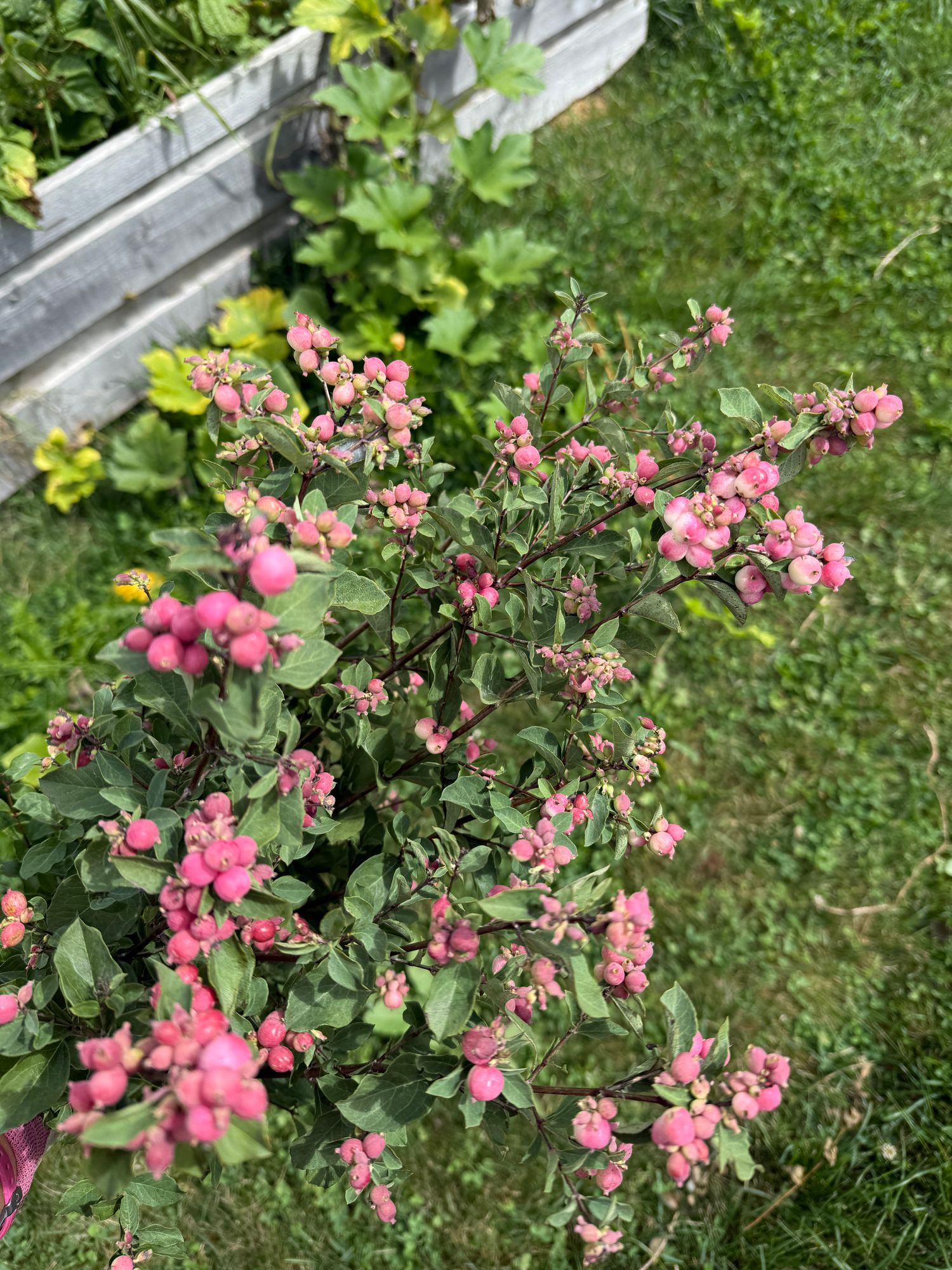SYMPHORICARPOS x doorenbosii Magical Ruby Falls