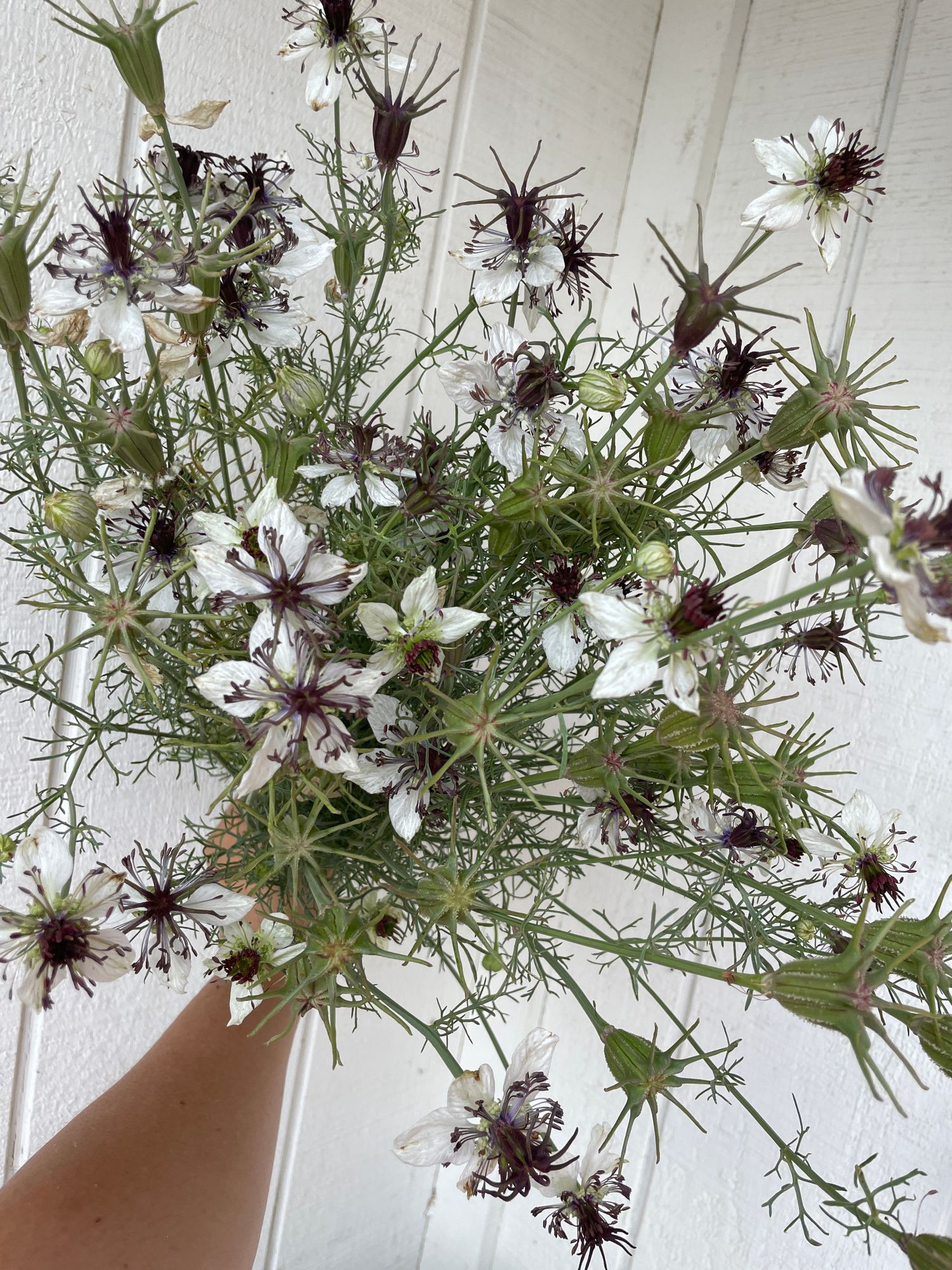 NIGELLA papillosa African Bride