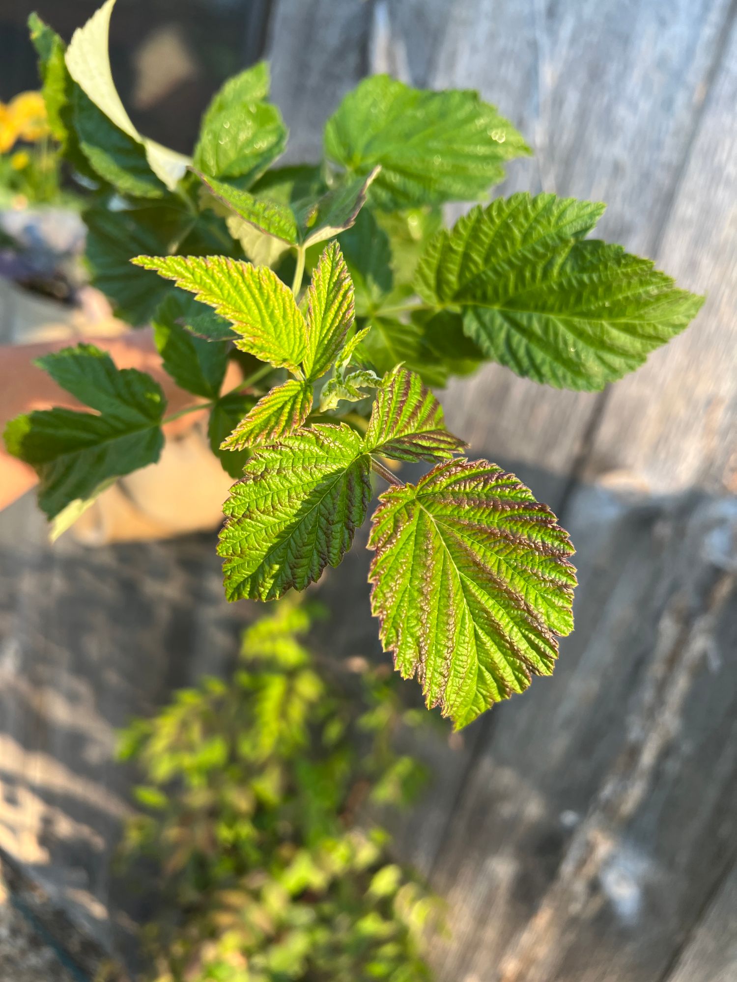RUBUS ulmifolius