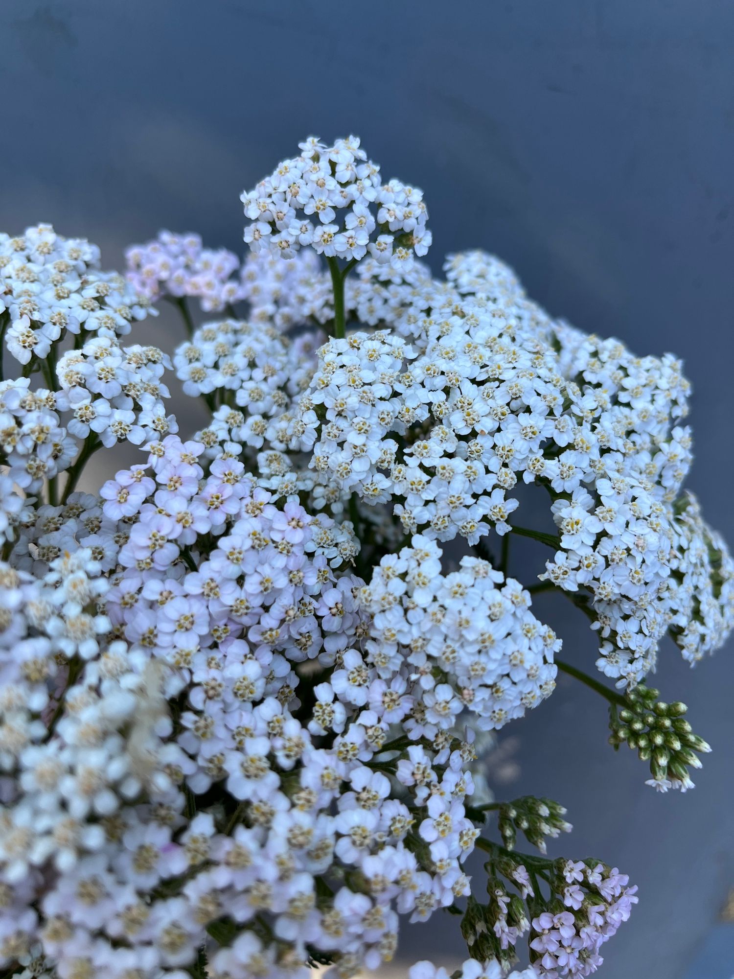 ACHILLEA millefolium Colorado
