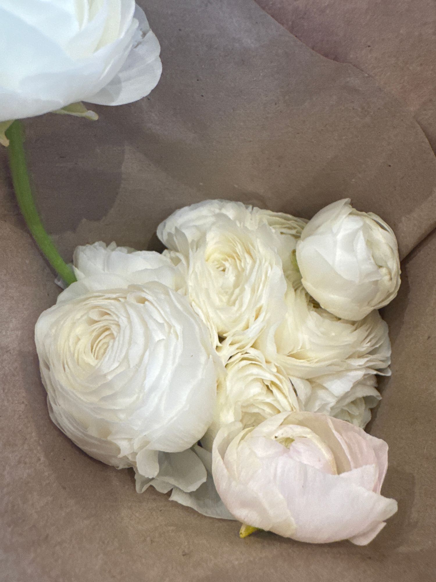 RANUNCULUS Half Clone Iceberg