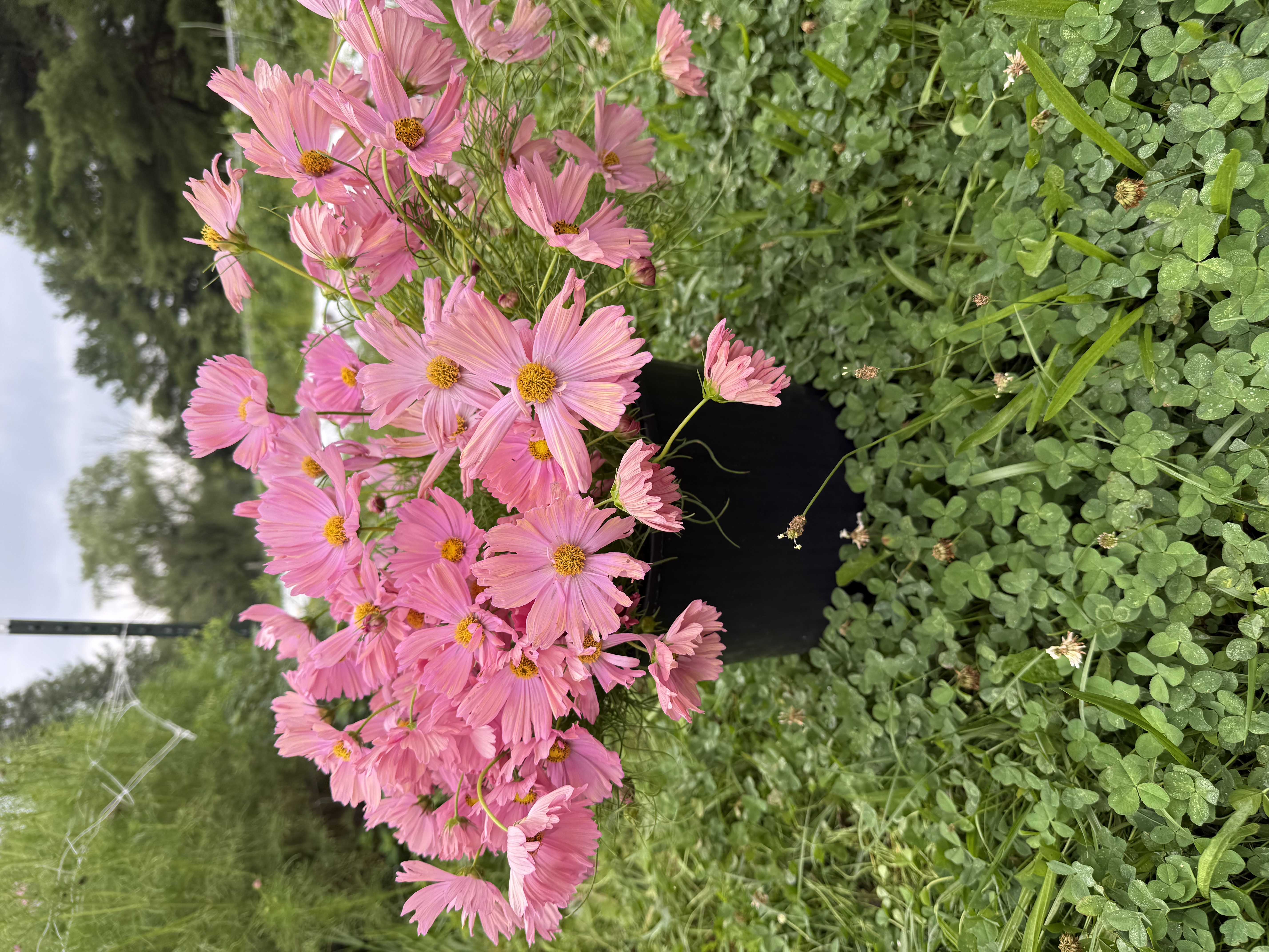COSMOS bipinnatus Apricotta