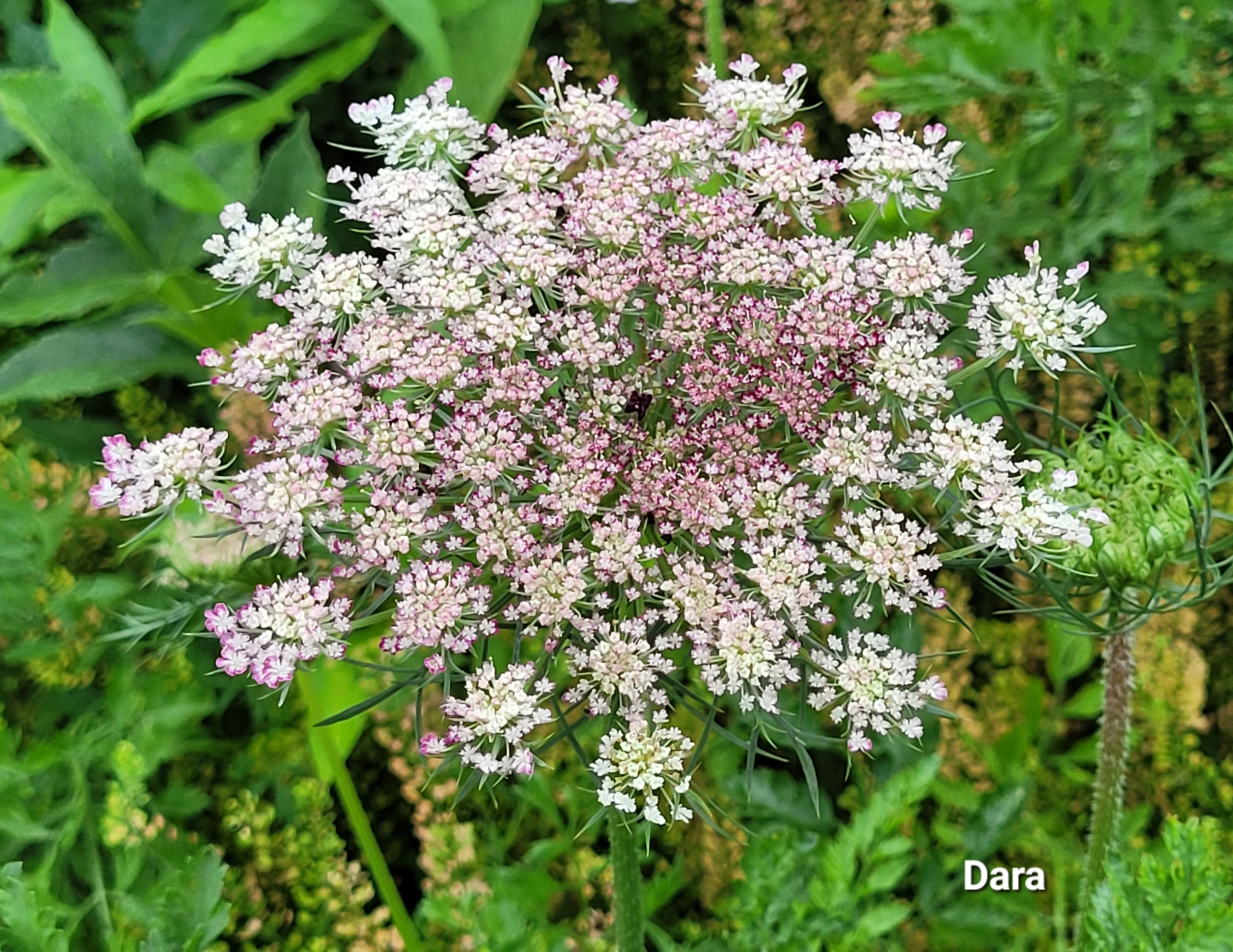 DAUCUS carota Dara
