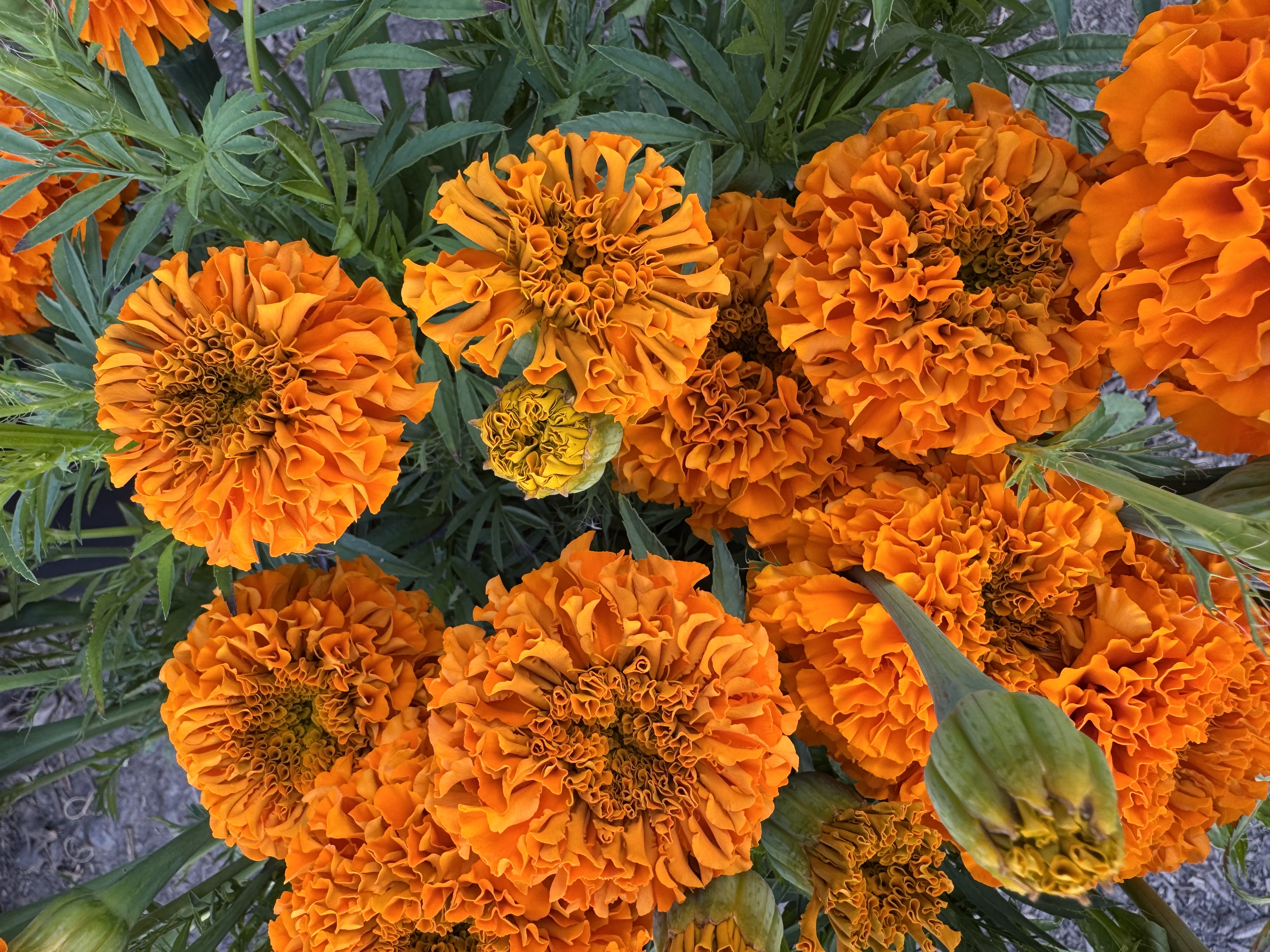 TAGETES erecta Coco Deep Orange
