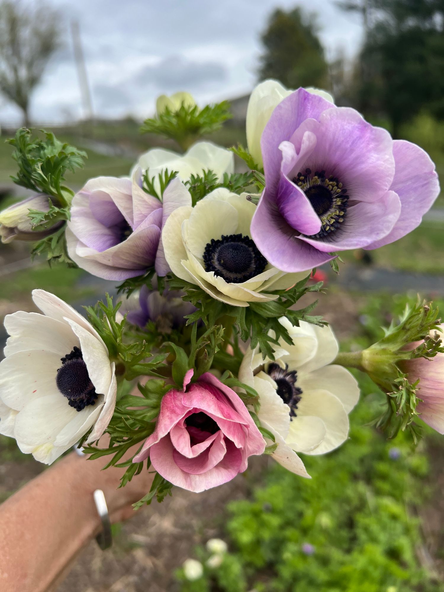 ANEMONE coronaria Galilee Pastel