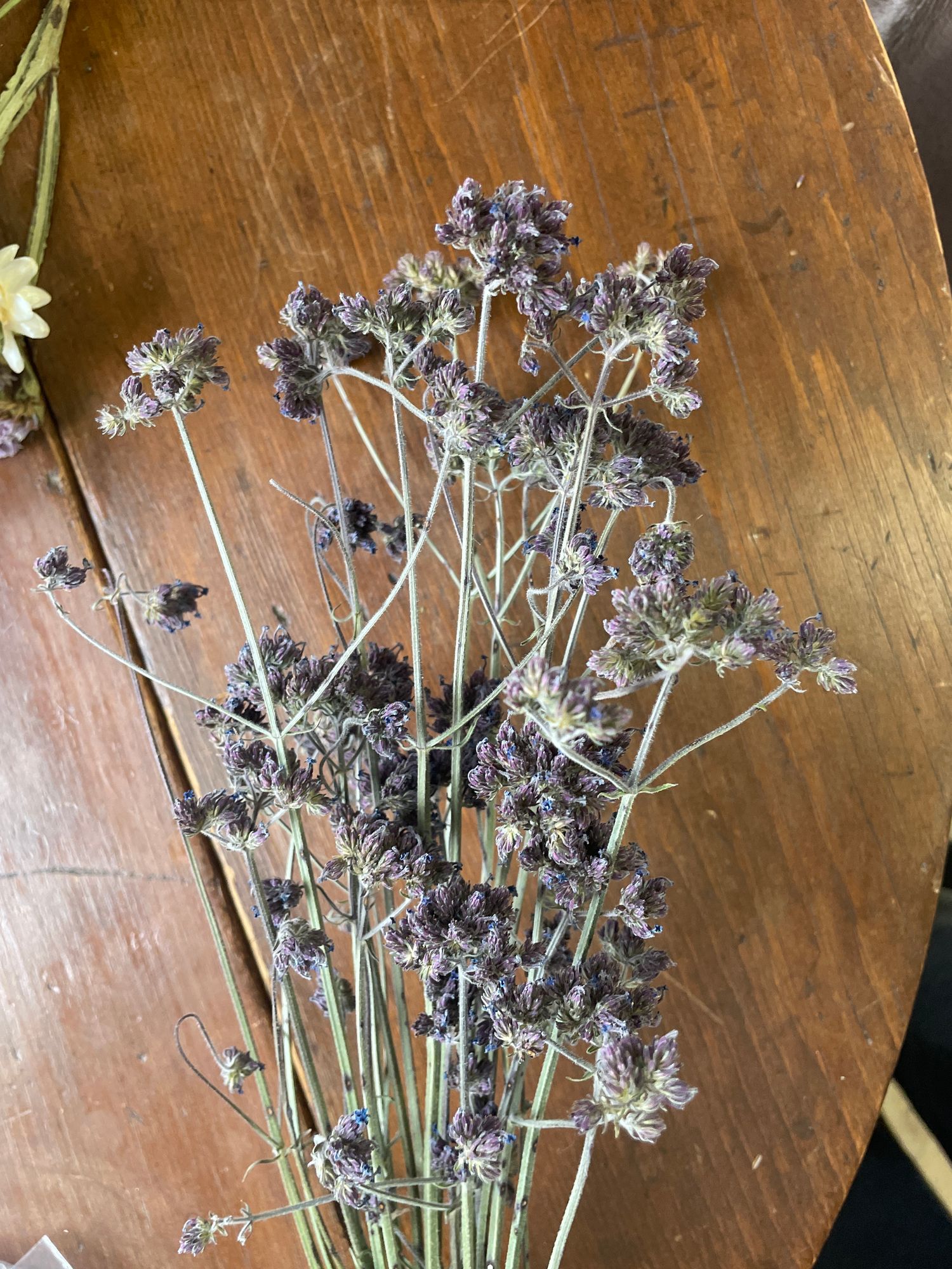 VERBENA bonariensis